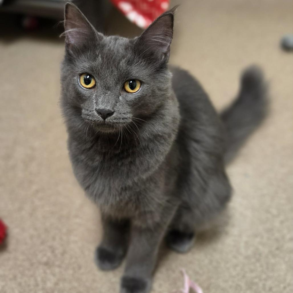 Enlarge Brody Dalle, a Adoptable Domestic Short Hair in Oshkosh, WI image 5/6