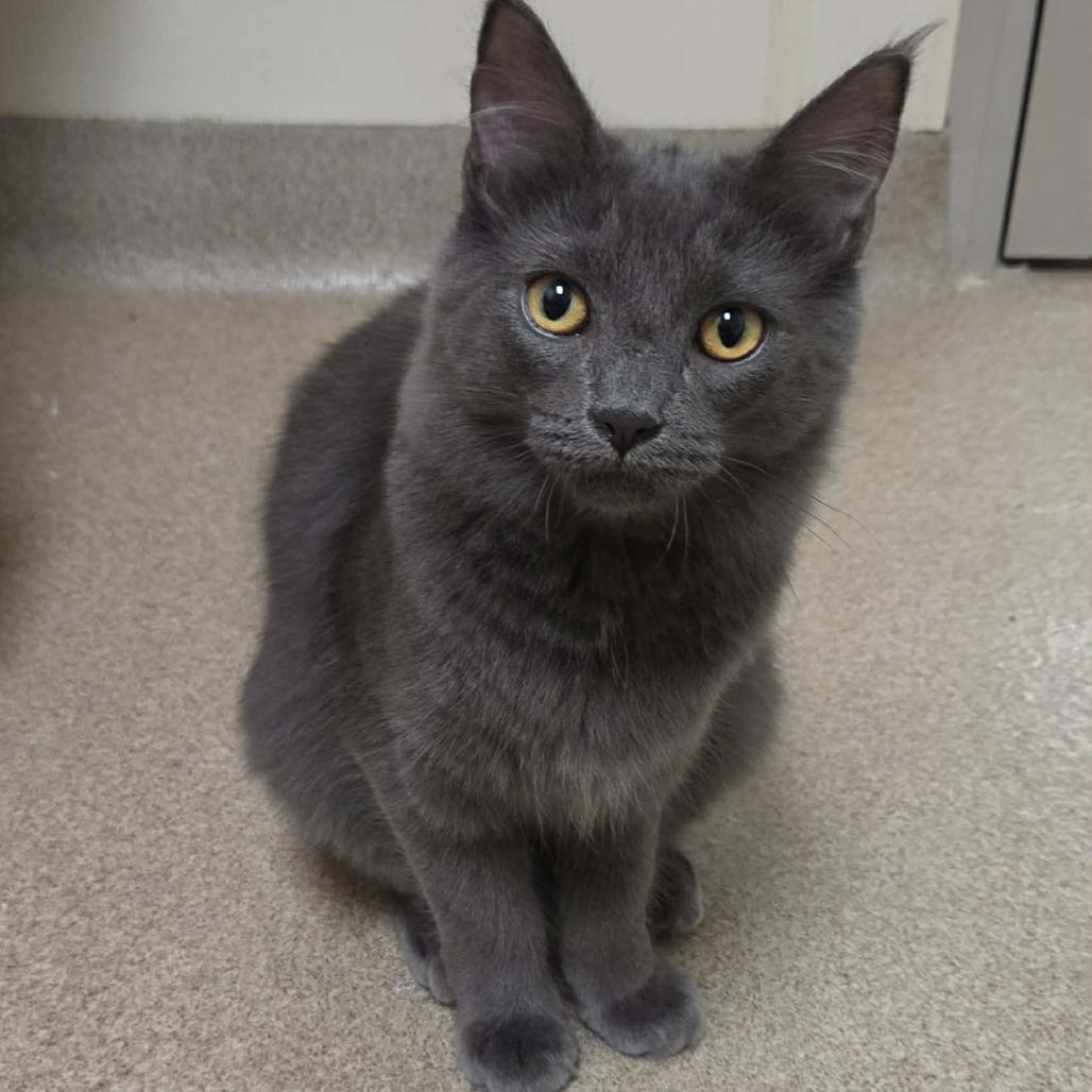 Enlarge Brody Dalle, a Adoptable Domestic Short Hair in Oshkosh, WI image 6/6