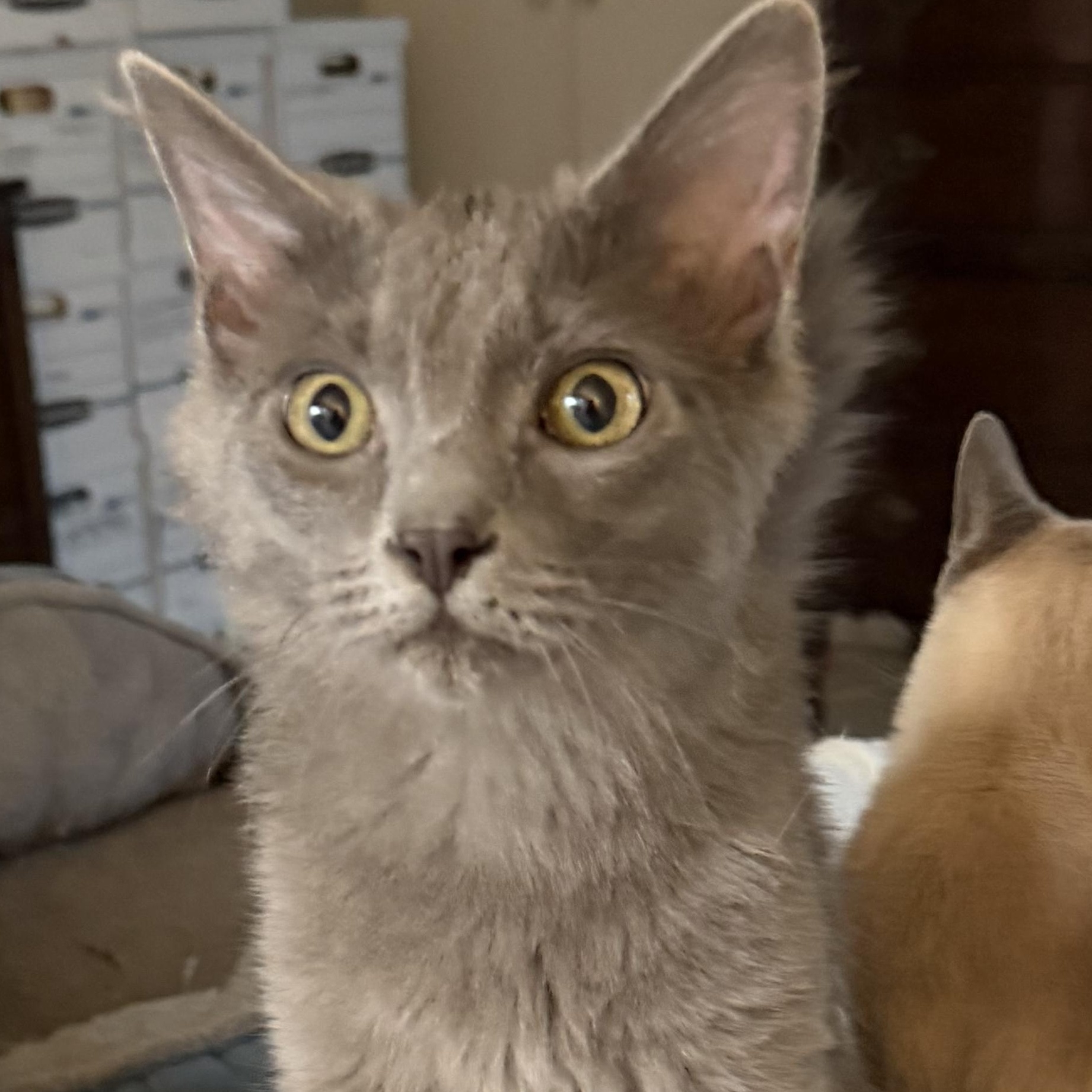 Sterling and Steel, ADOPTABLE, Kitten Male Domestic Long Hair.