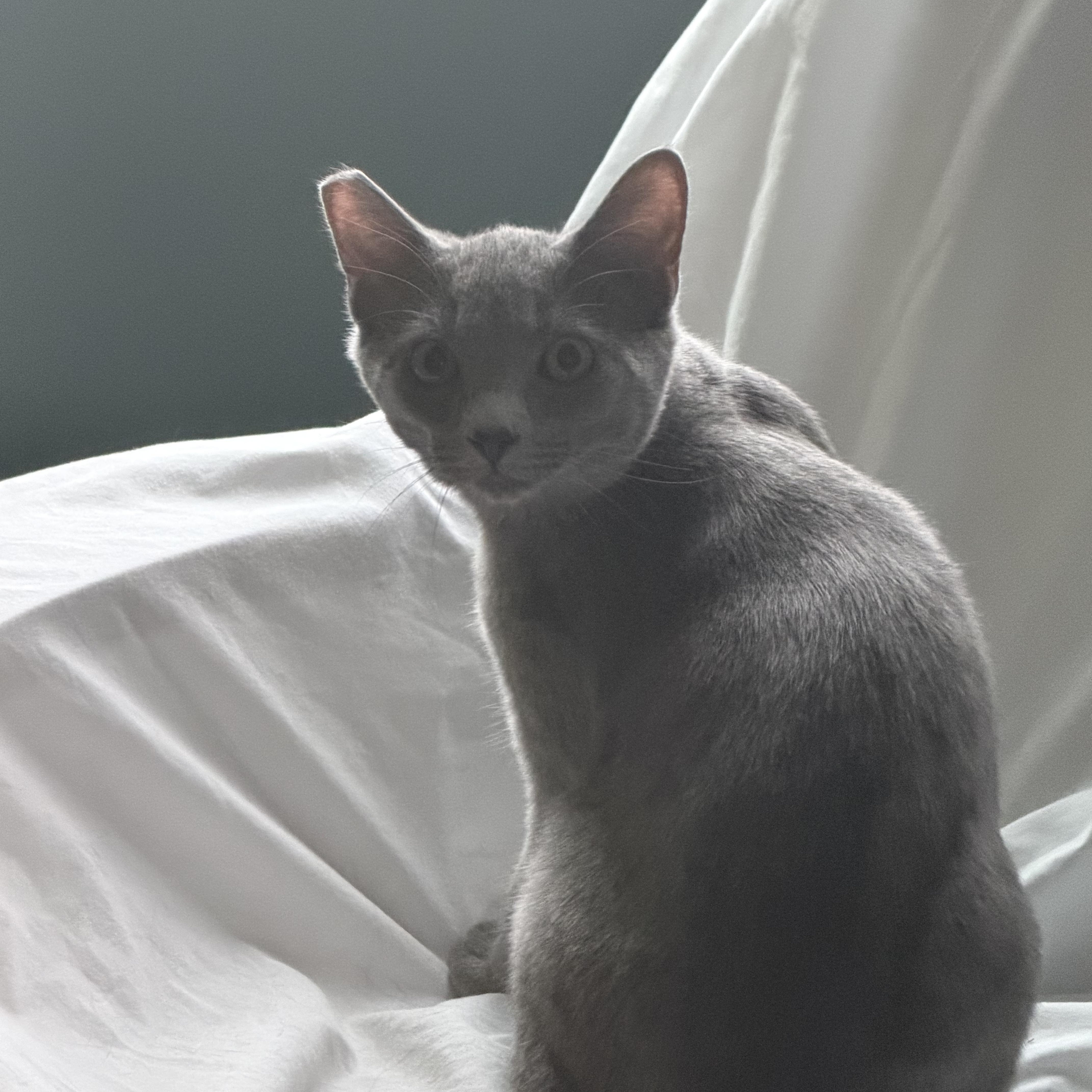 Enlarge Sterling and Steel, a ADOPTABLE Domestic Long Hair in Portland, OR image 2/4