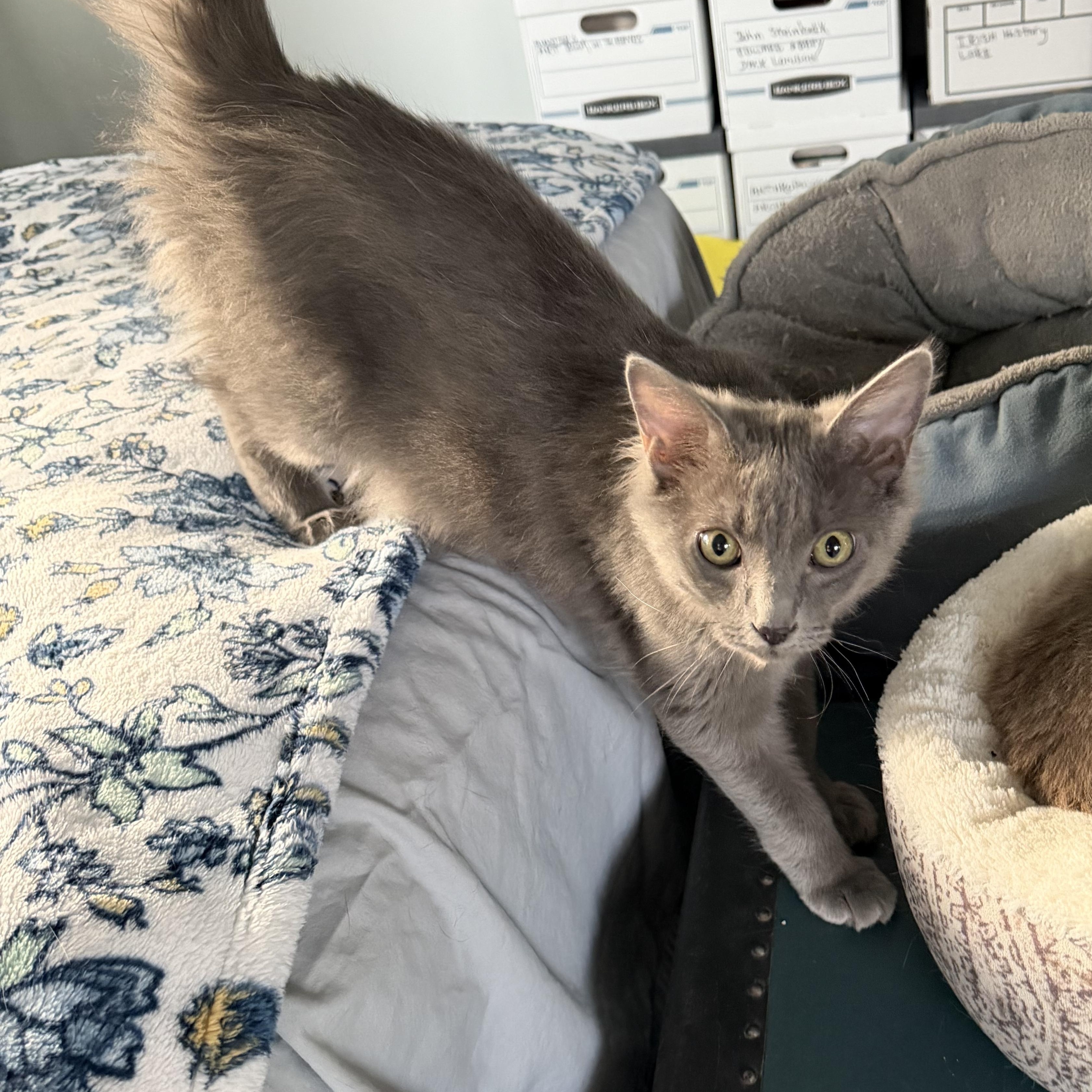 Enlarge Sterling and Steel, a ADOPTABLE Domestic Long Hair in Portland, OR image 4/4