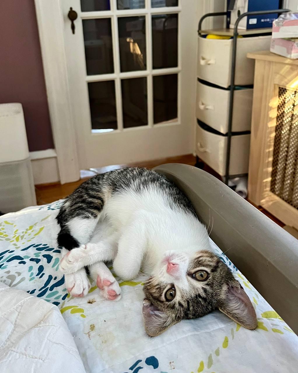 Moe, a Adoptable Tabby in Hampton, VA image 3/3