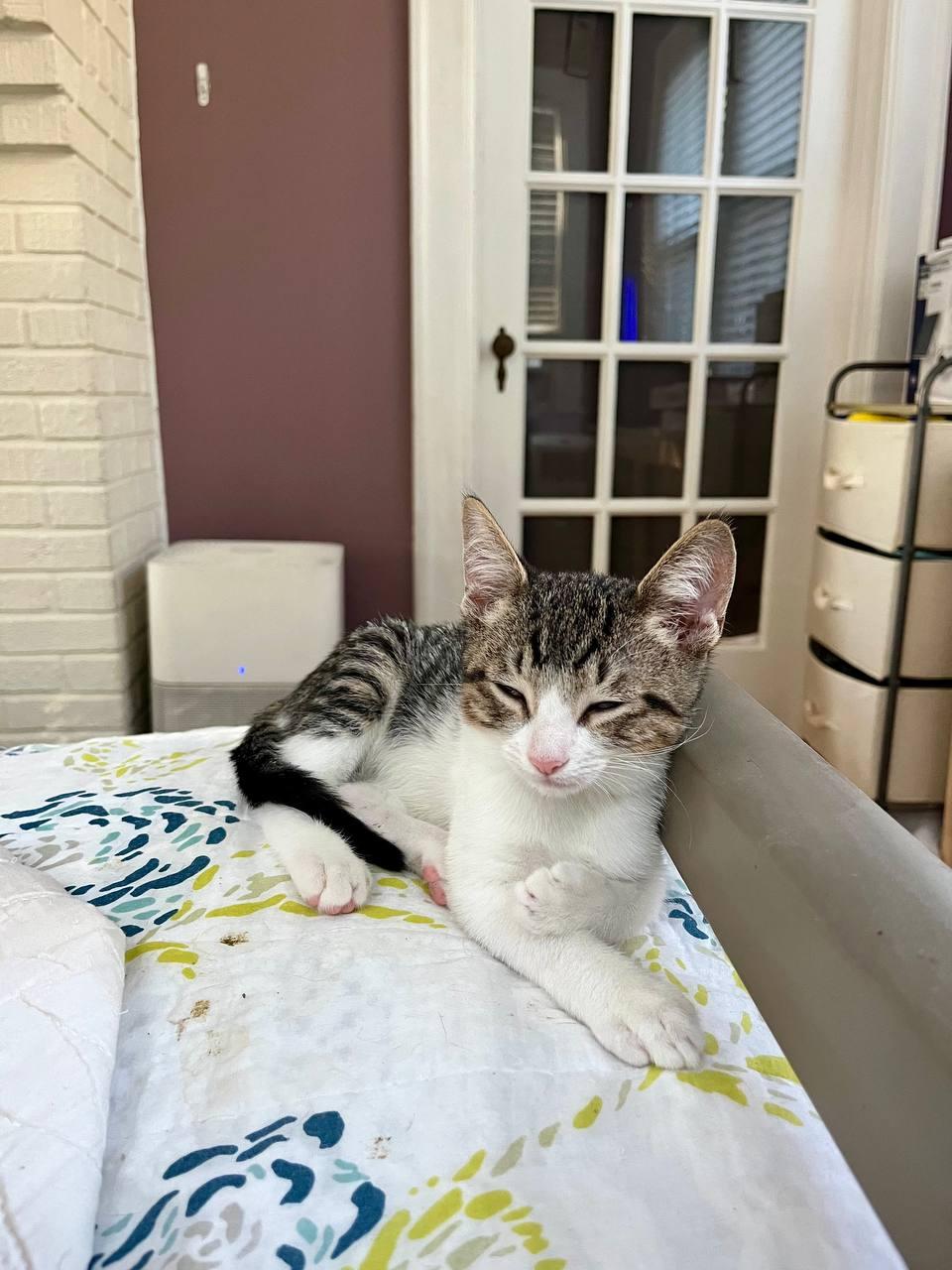 Moe, a Adoptable Tabby in Hampton, VA image 2/3