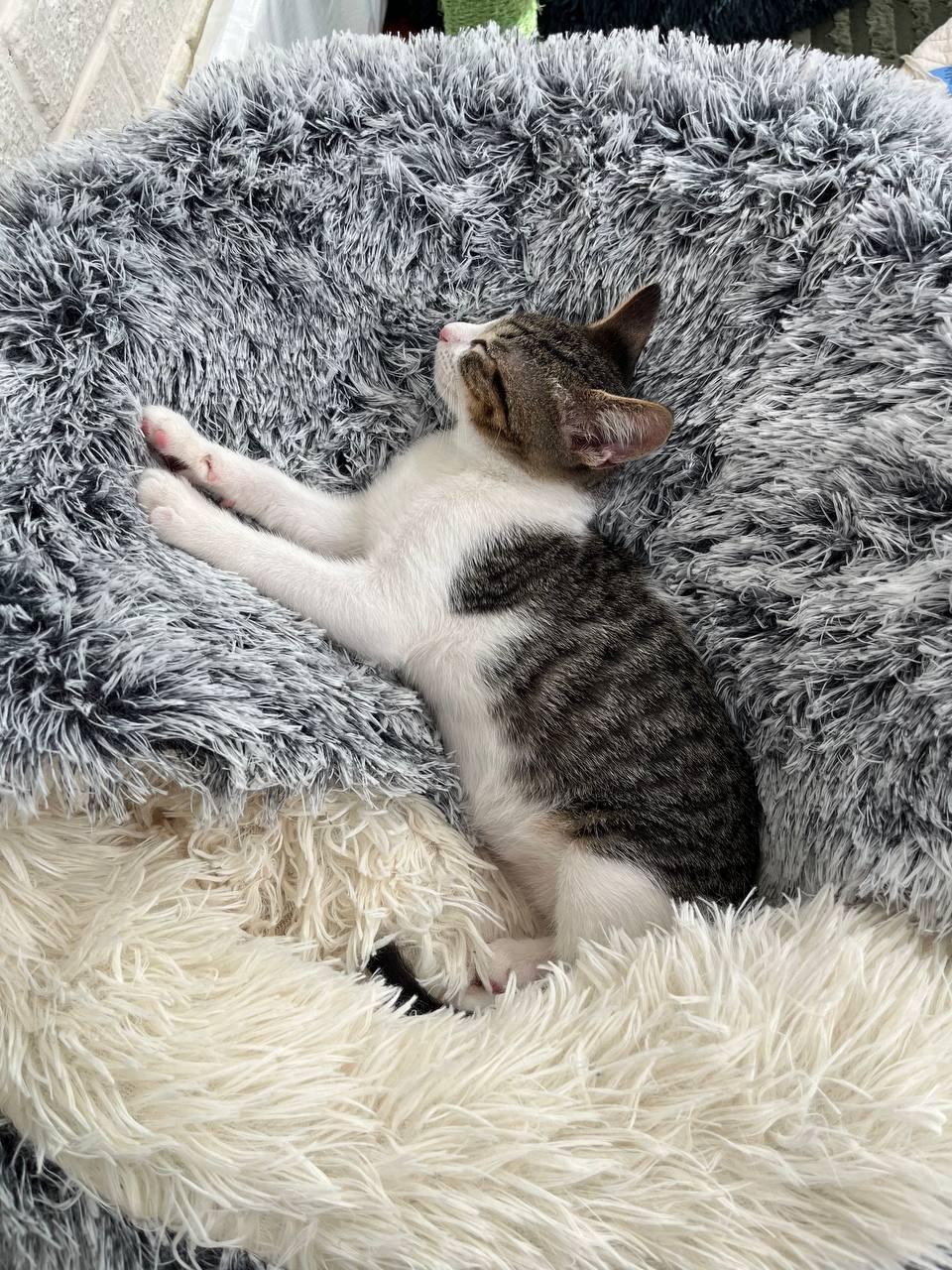 Moe, Adoptable, Kitten Male Tabby.