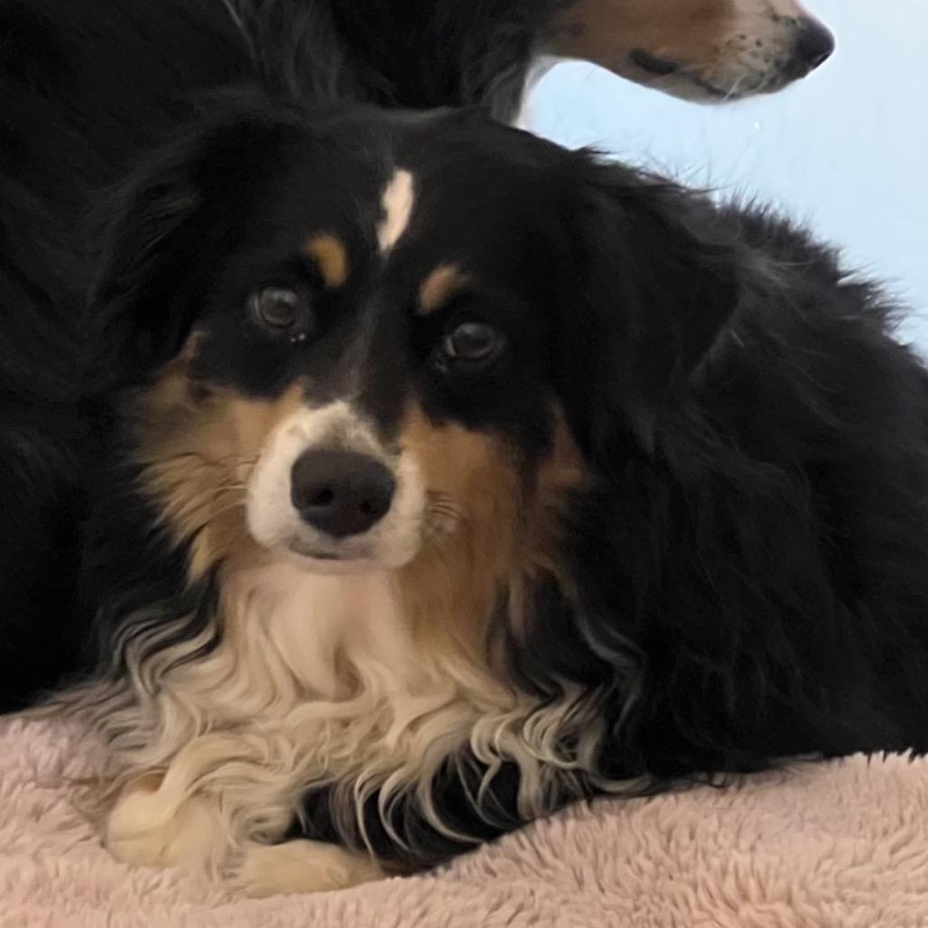Enlarge Sweet Pea, a Adoptable Mixed Breed in Pensacola, FL image 1/2