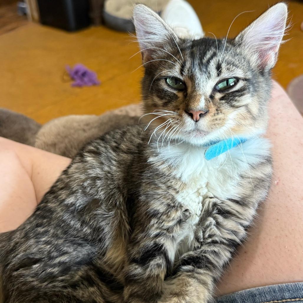 Enlarge Yoshi, a Adoptable Domestic Medium Hair in Natchitoches, LA image 1/2