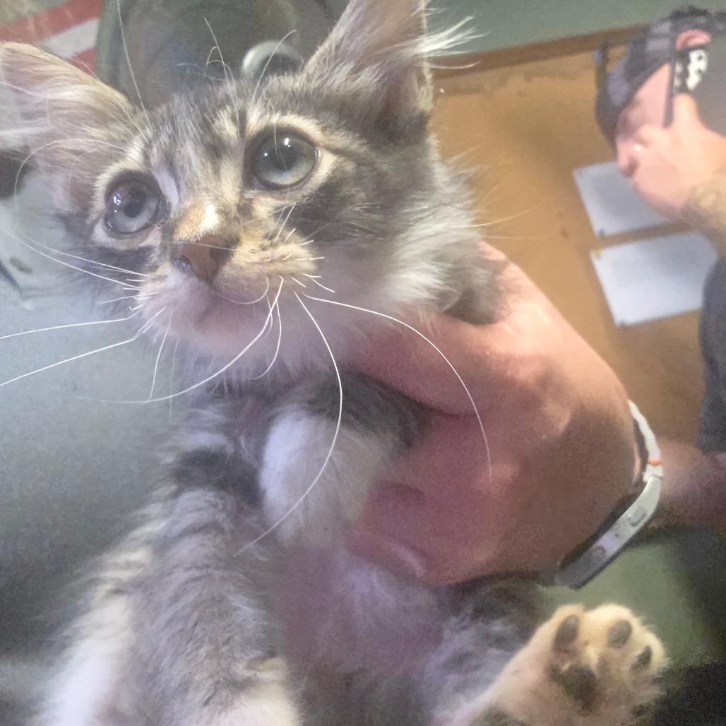Enlarge Yoshi, a Adoptable Domestic Medium Hair in Natchitoches, LA image 2/2