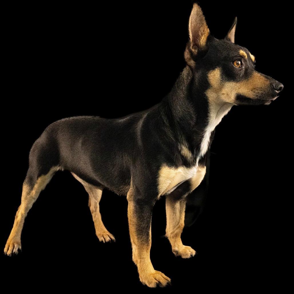 Cookie, Adoptable, Young Female Chihuahua.