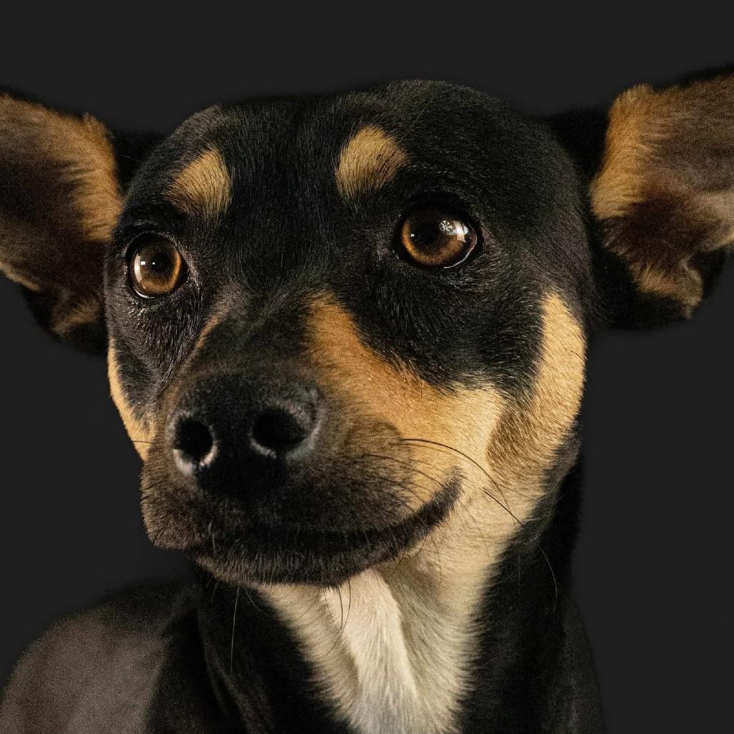 Enlarge Cookie, a Adoptable mixed breed in Tacoma, WA image 2/3