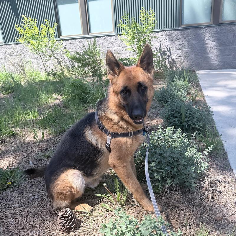 Enlarge Bronco, an adopted mixed breed in Truckee, CA image 2/5