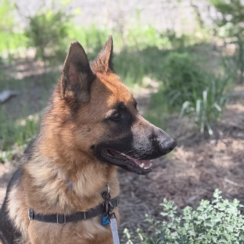 Enlarge Bronco, an adopted mixed breed in Truckee, CA image 5/5