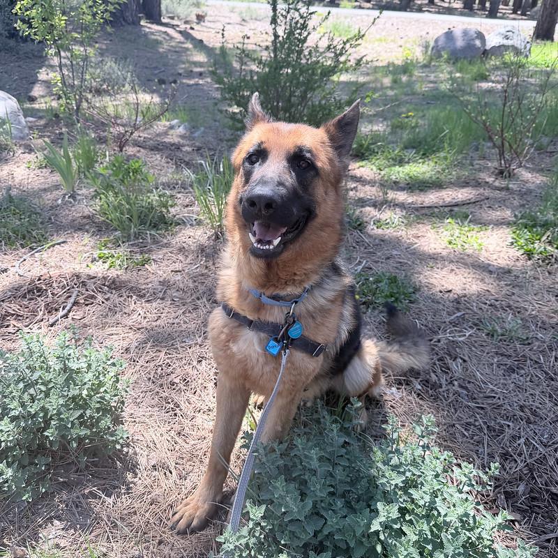 Enlarge Bronco, an adopted mixed breed in Truckee, CA image 3/5