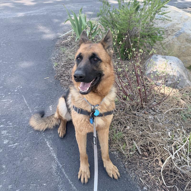 Enlarge Bronco, an adopted mixed breed in Truckee, CA image 4/5