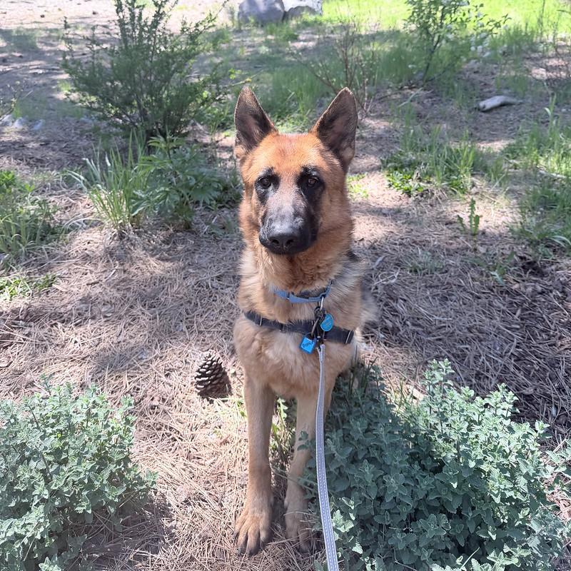 Enlarge Bronco, an adopted mixed breed in Truckee, CA image 1/5