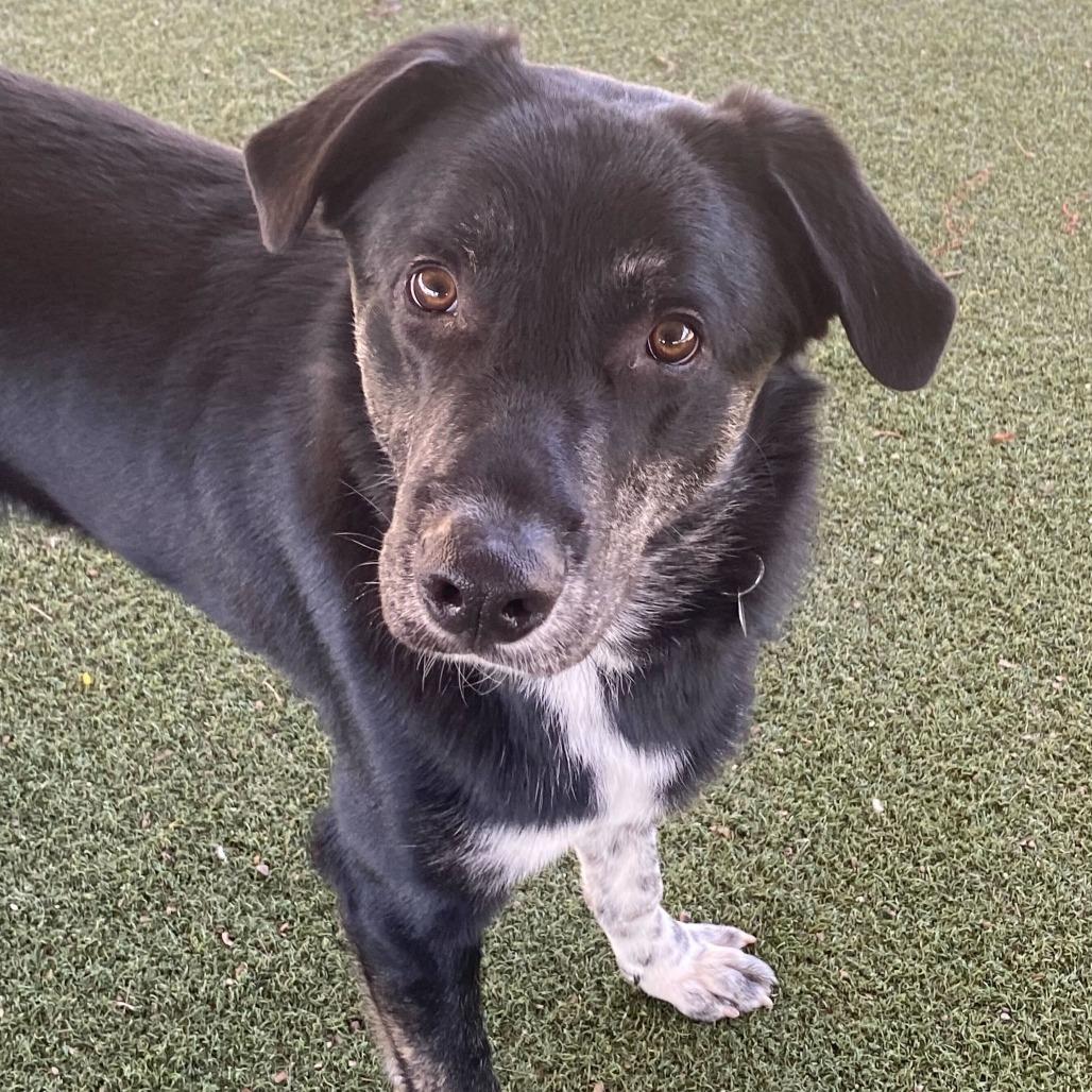Malcolm, Adoptable, Adult Male Shepherd & Mixed Breed.