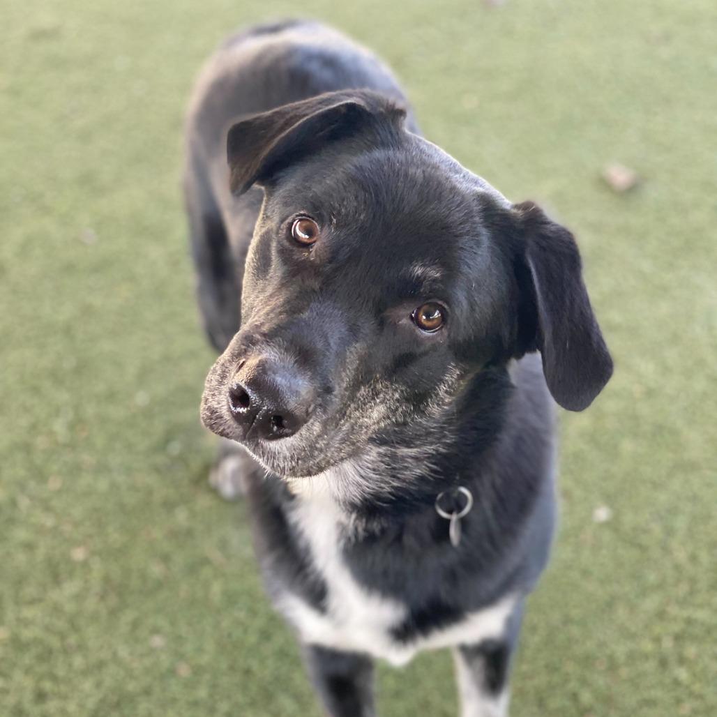 Enlarge Malcolm, a Adoptable mixed breed in Riverside, CA image 3/5