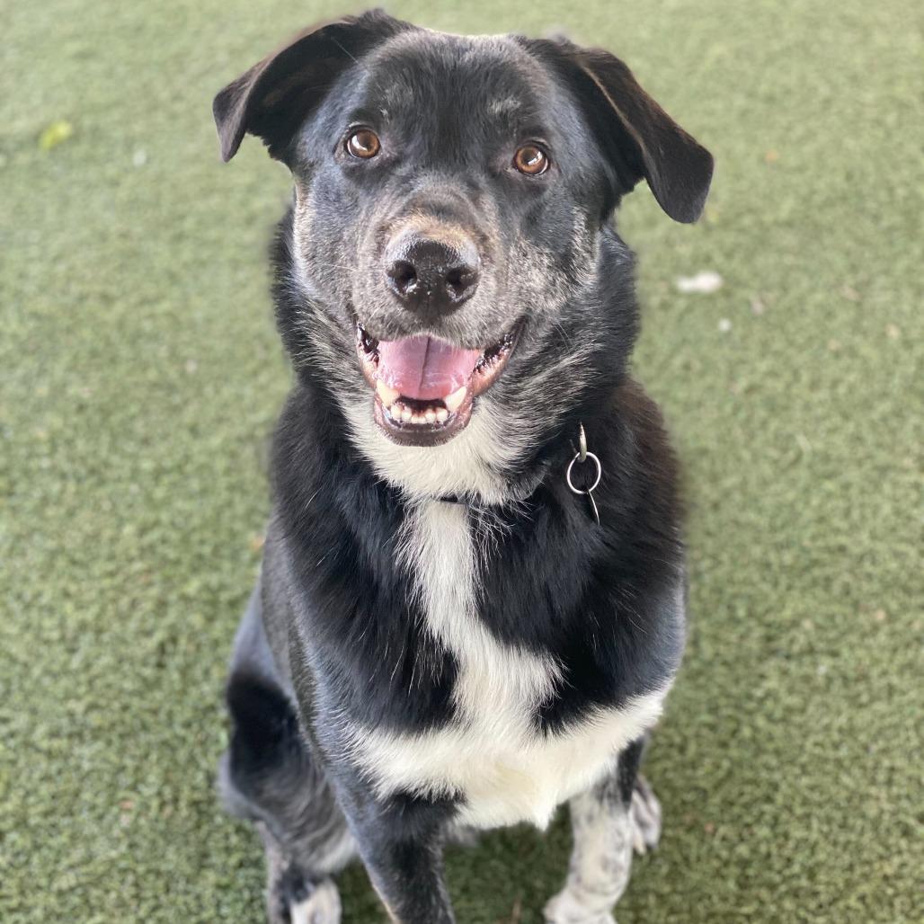 Enlarge Malcolm, a Adoptable mixed breed in Riverside, CA image 4/5