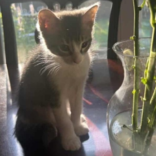 Kristoff, Baby Male Domestic Short Hair