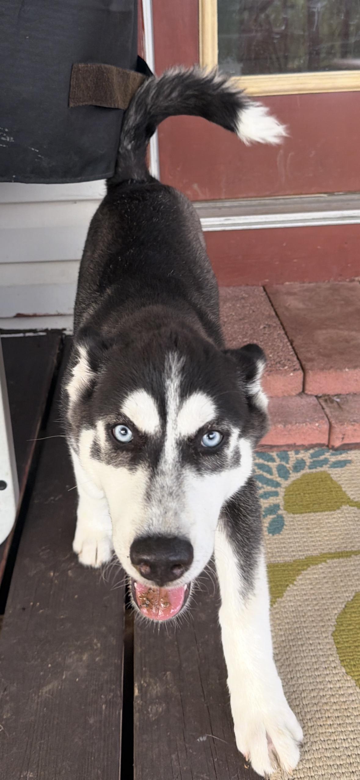 Star, Adopted, Puppy Female Siberian Husky.