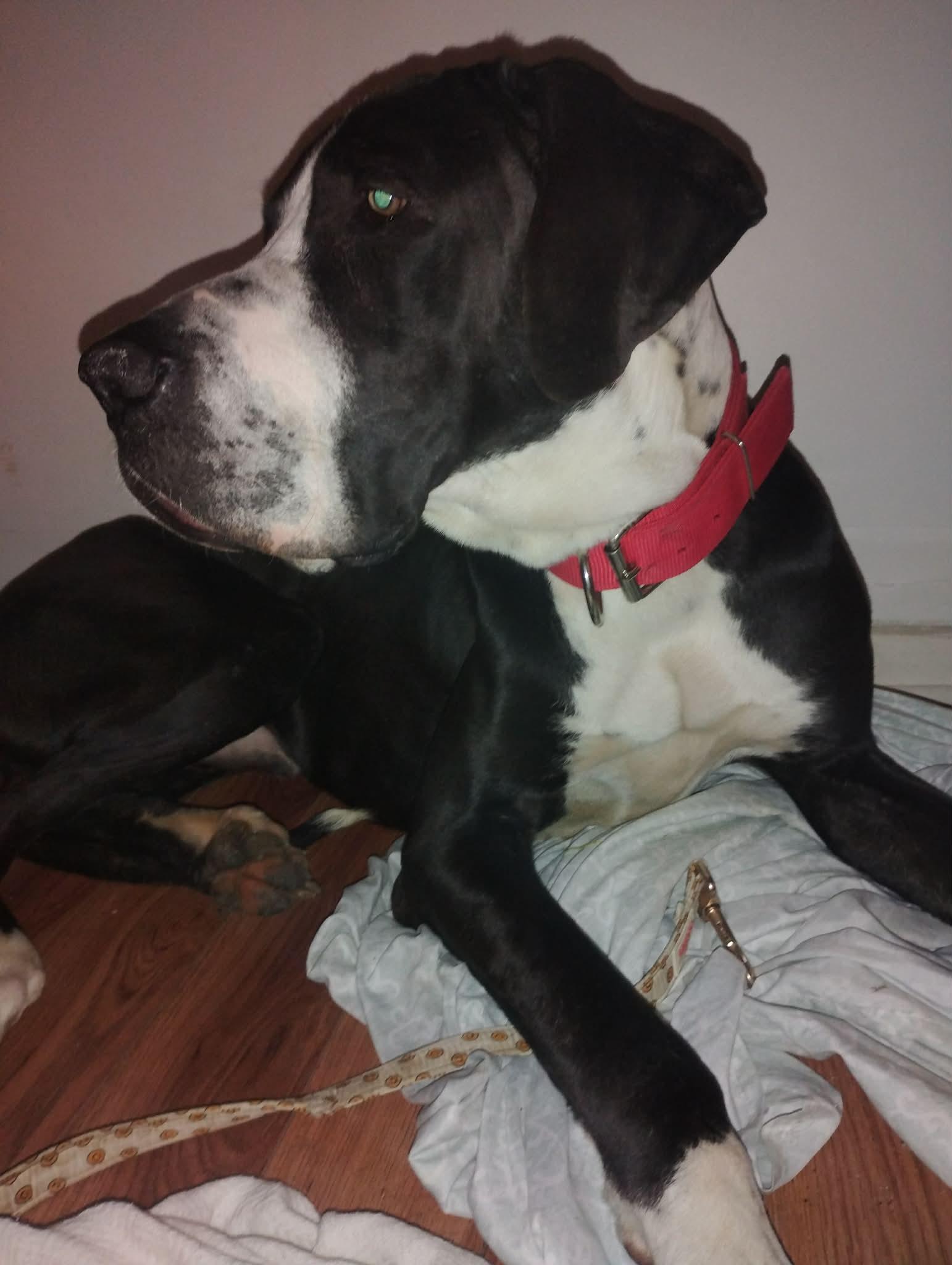 DEEZLE, ADOPTABLE, Adult Male Great Dane.