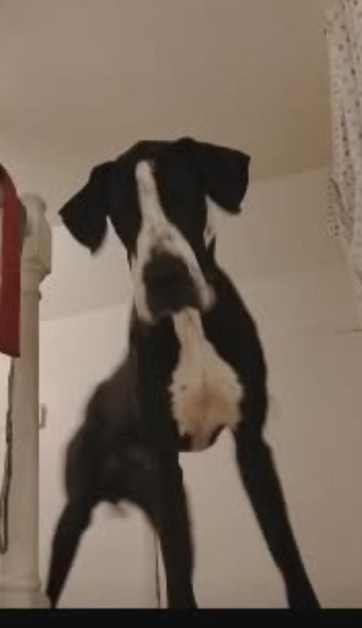 Enlarge DEEZLE, a ADOPTABLE Great Dane in Woodsfield, OH image 3/3