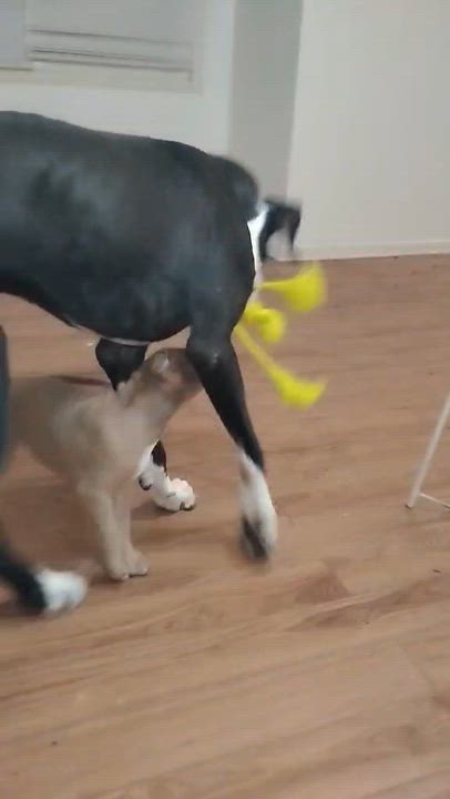 Enlarge DEEZLE, a ADOPTABLE Great Dane in Woodsfield, OH video 2/3