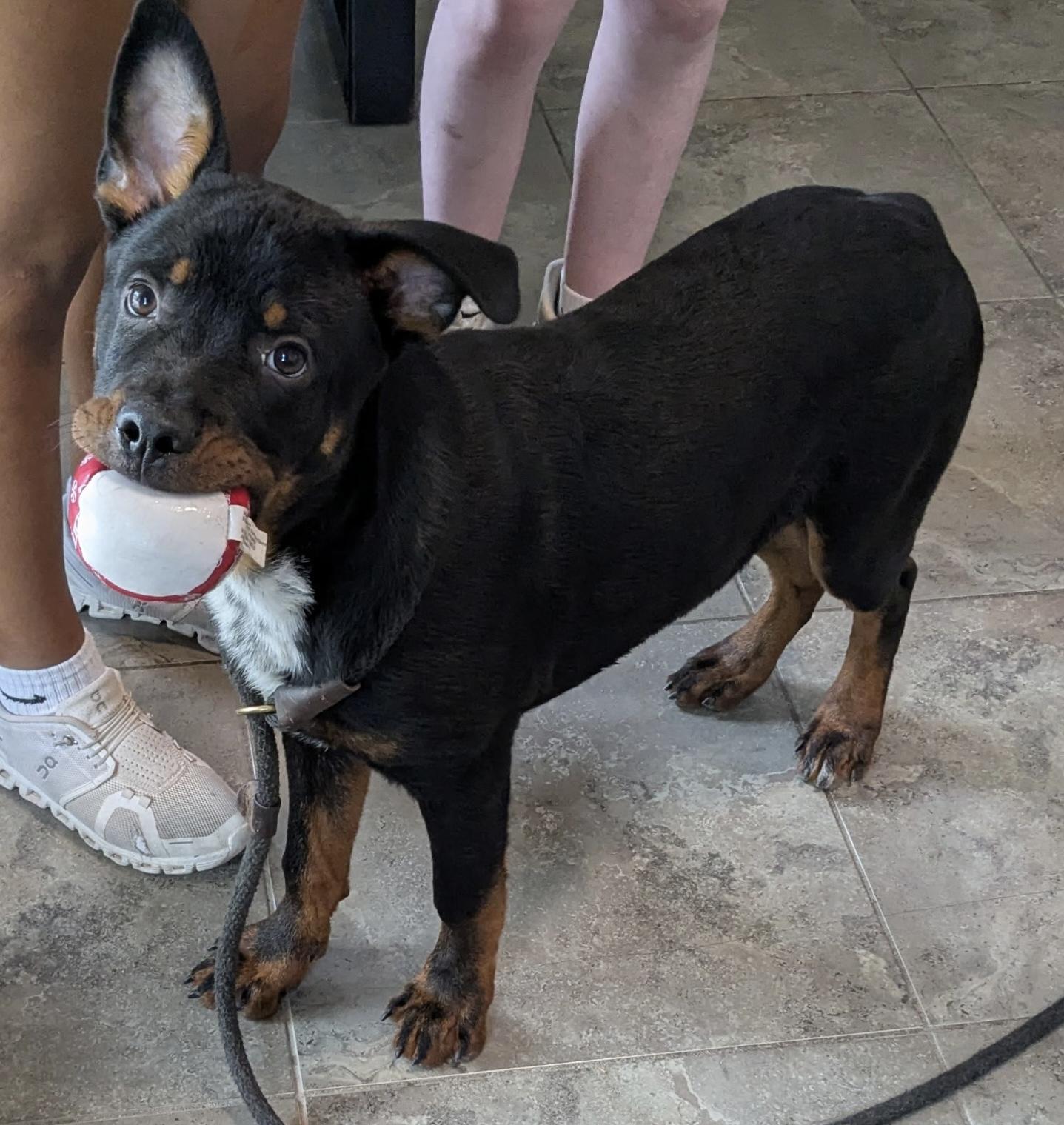 Elroy, an adopted Rottweiler Mix in Bella Vista, AR_image-1