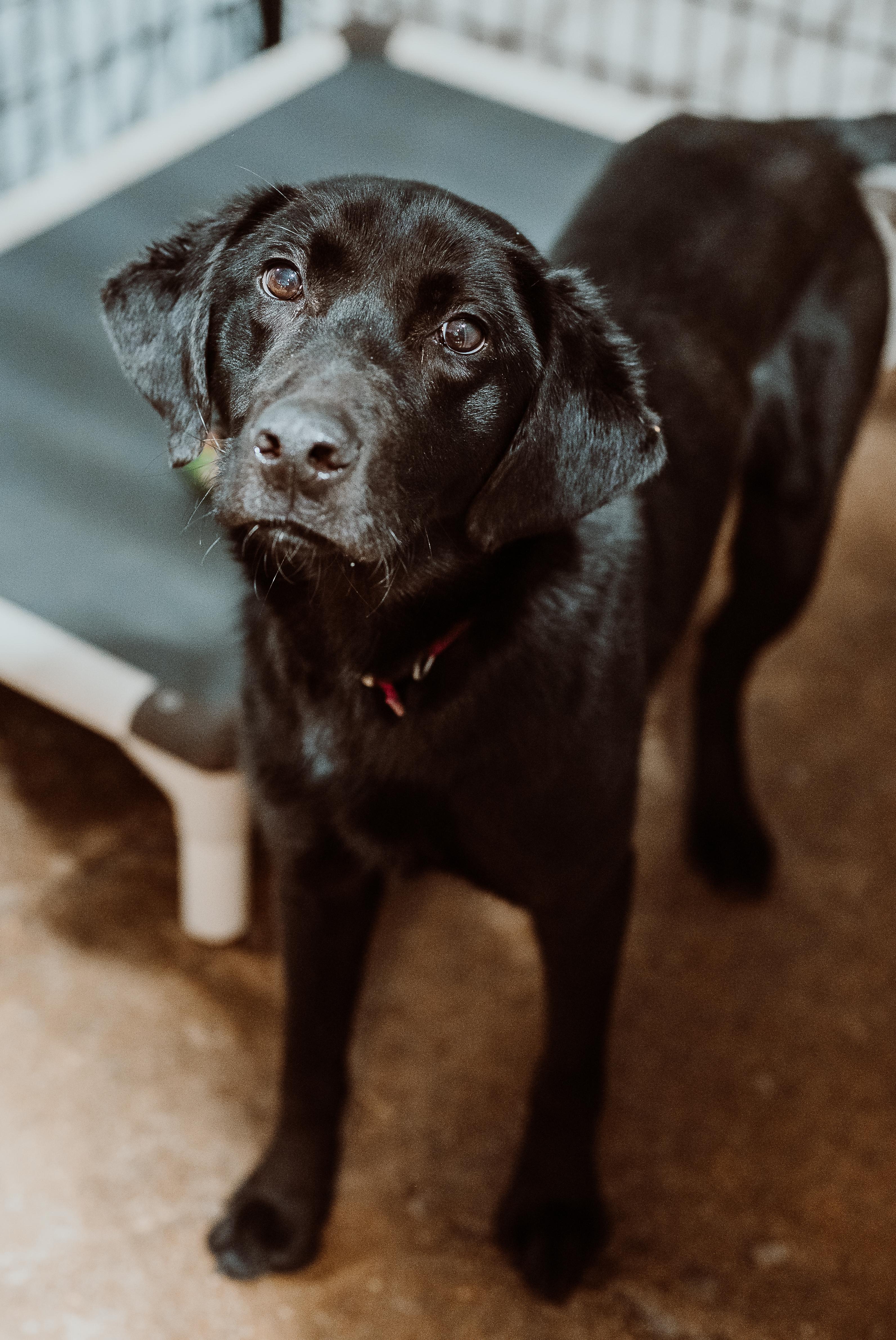 Remi, adopted, Young Female Black Labrador Retriever.