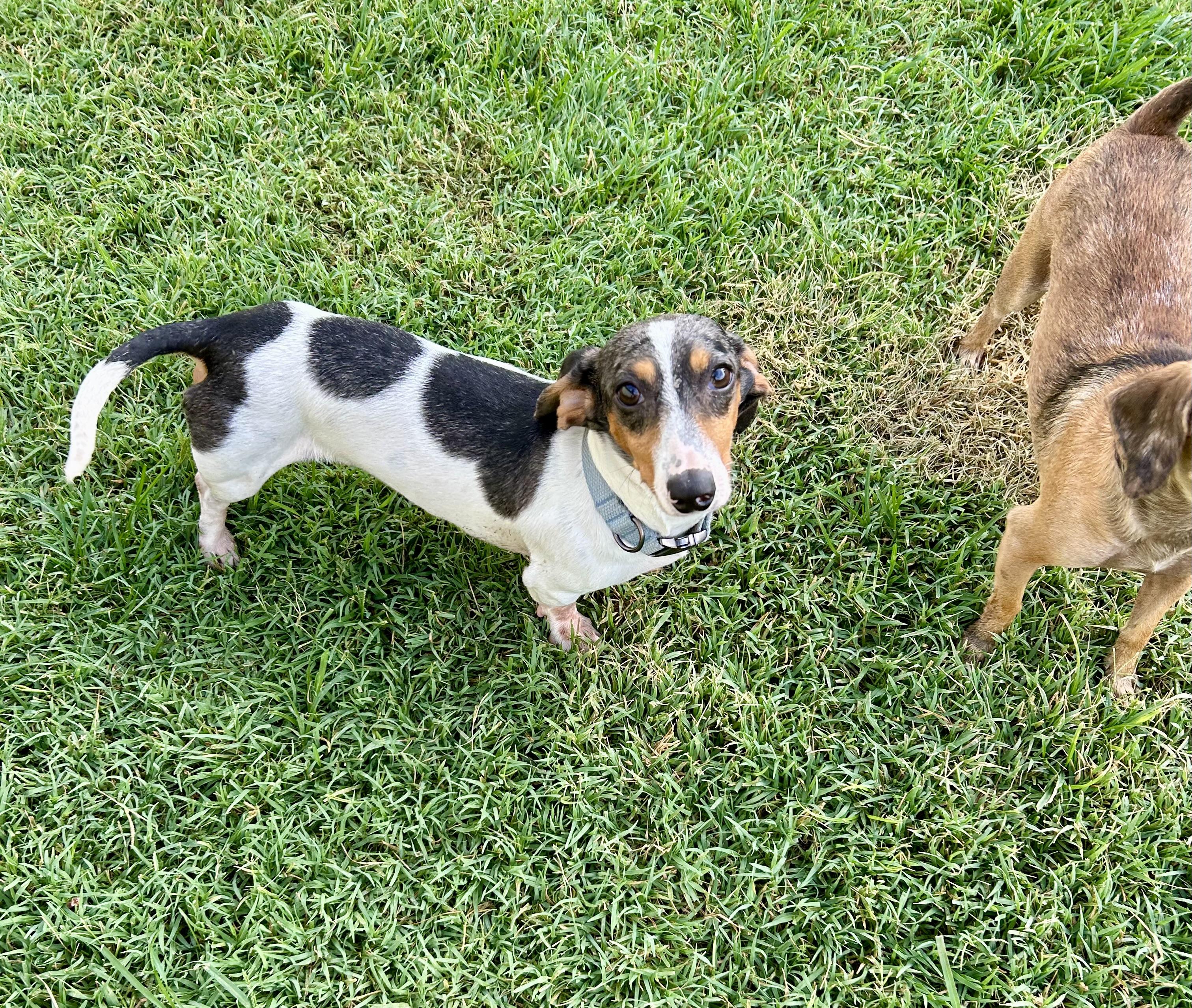 Benny, a ADOPTABLE Dachshund in Chickasha, OK image 2/4
