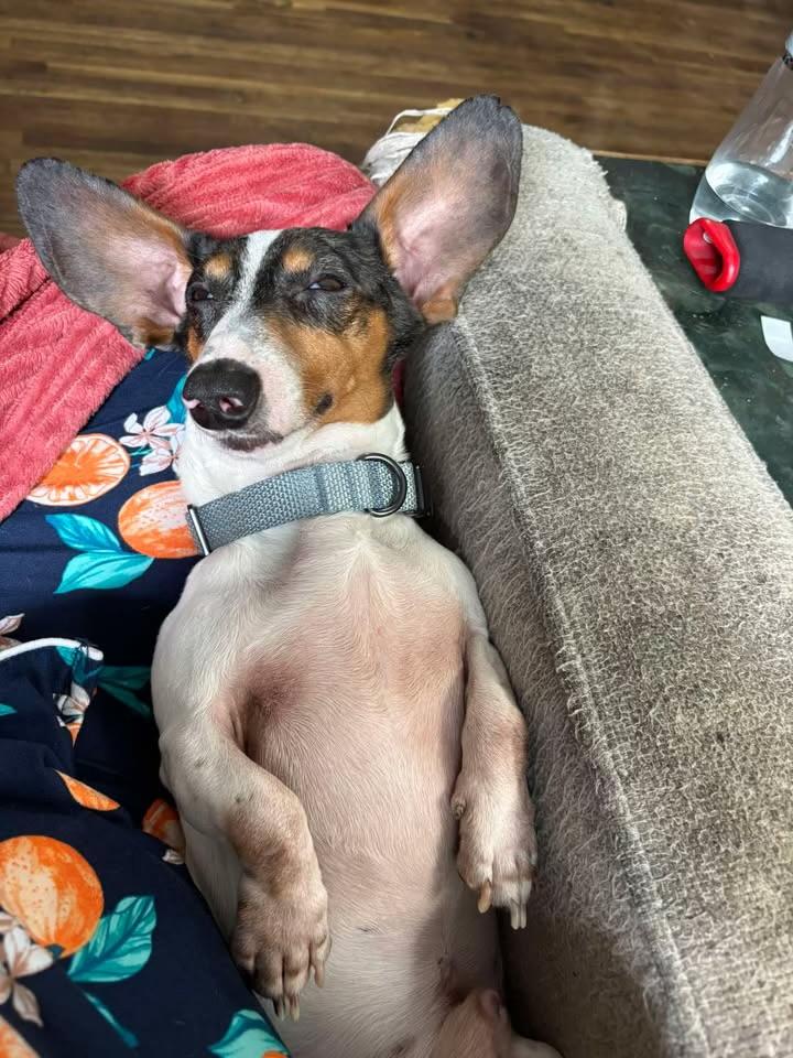 Benny, a ADOPTABLE Dachshund in Chickasha, OK image 4/4