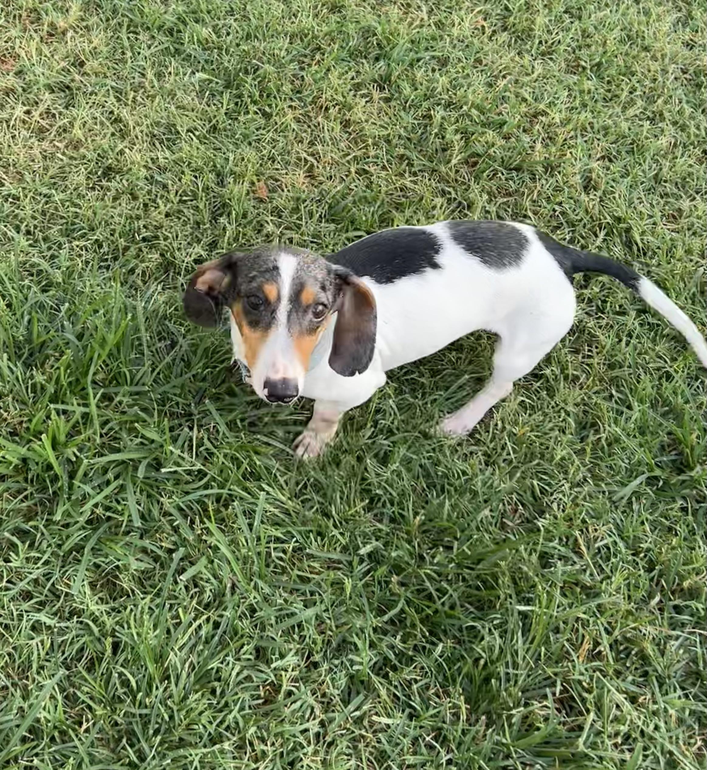 Benny, ADOPTABLE, Adult Male Dachshund.
