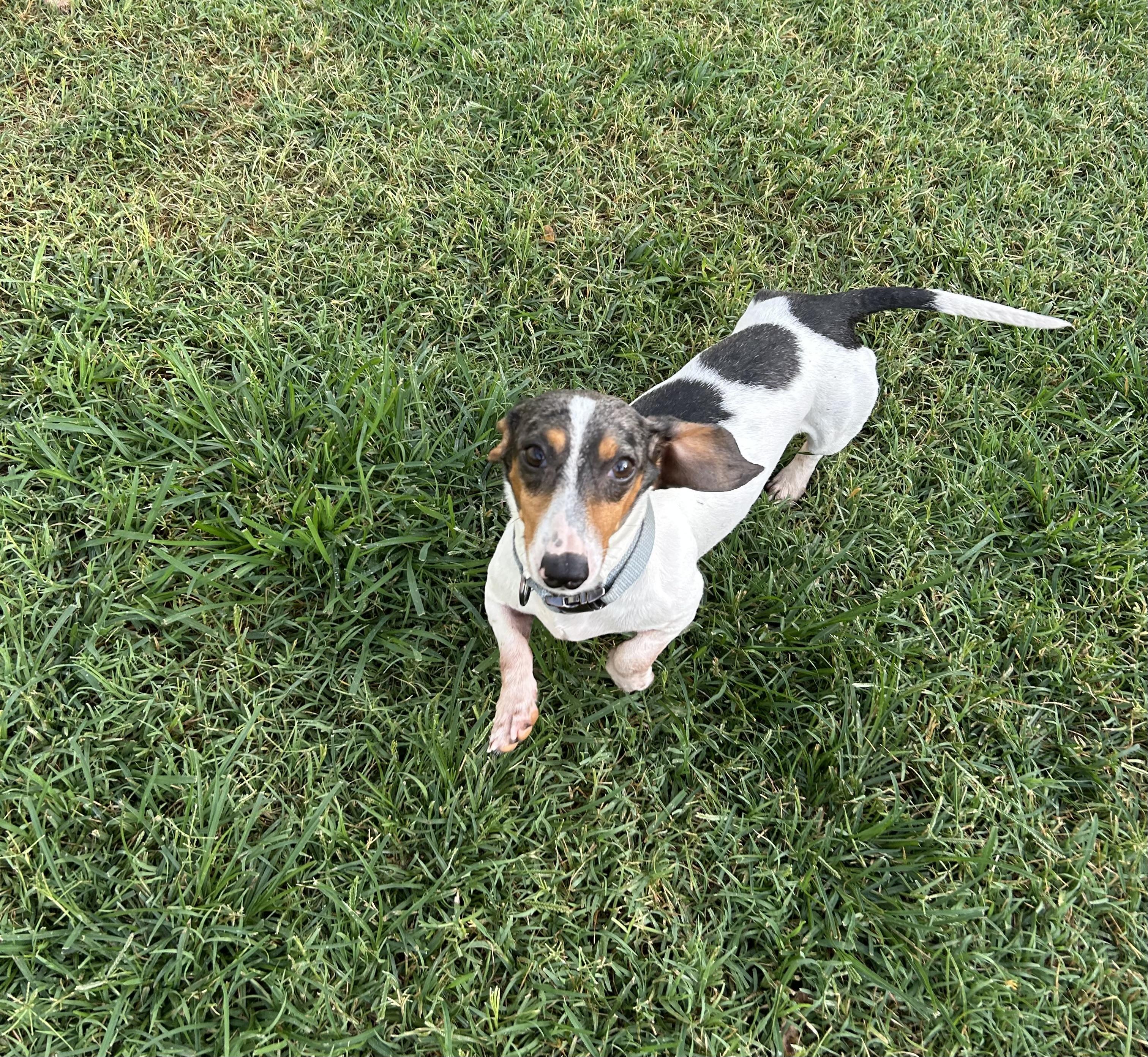 Benny, a ADOPTABLE Dachshund in Chickasha, OK image 3/4