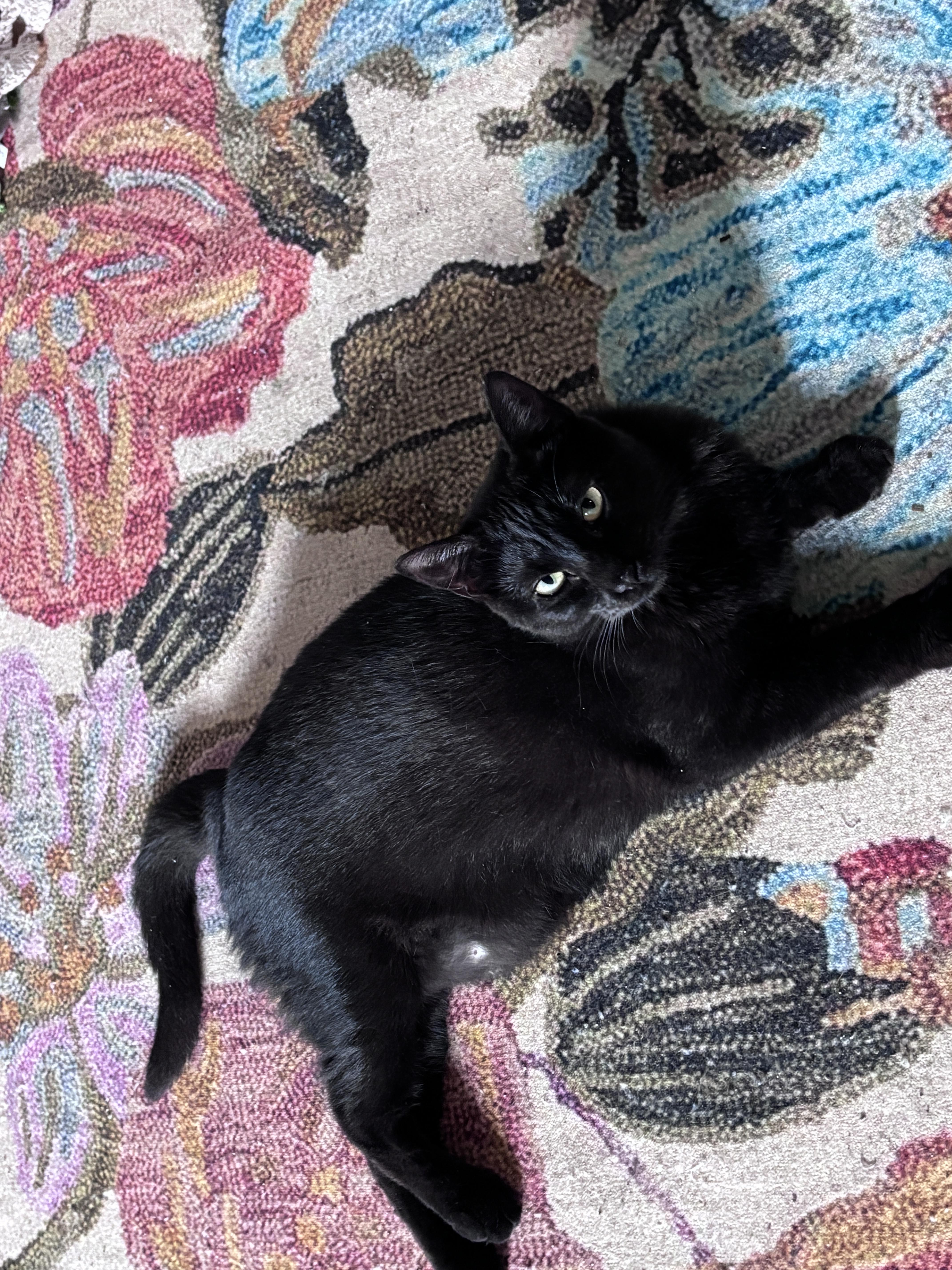 Enlarge Bashful & Sleepy, a ADOPTABLE mixed breed in Saratoga Springs, NY image 3/4