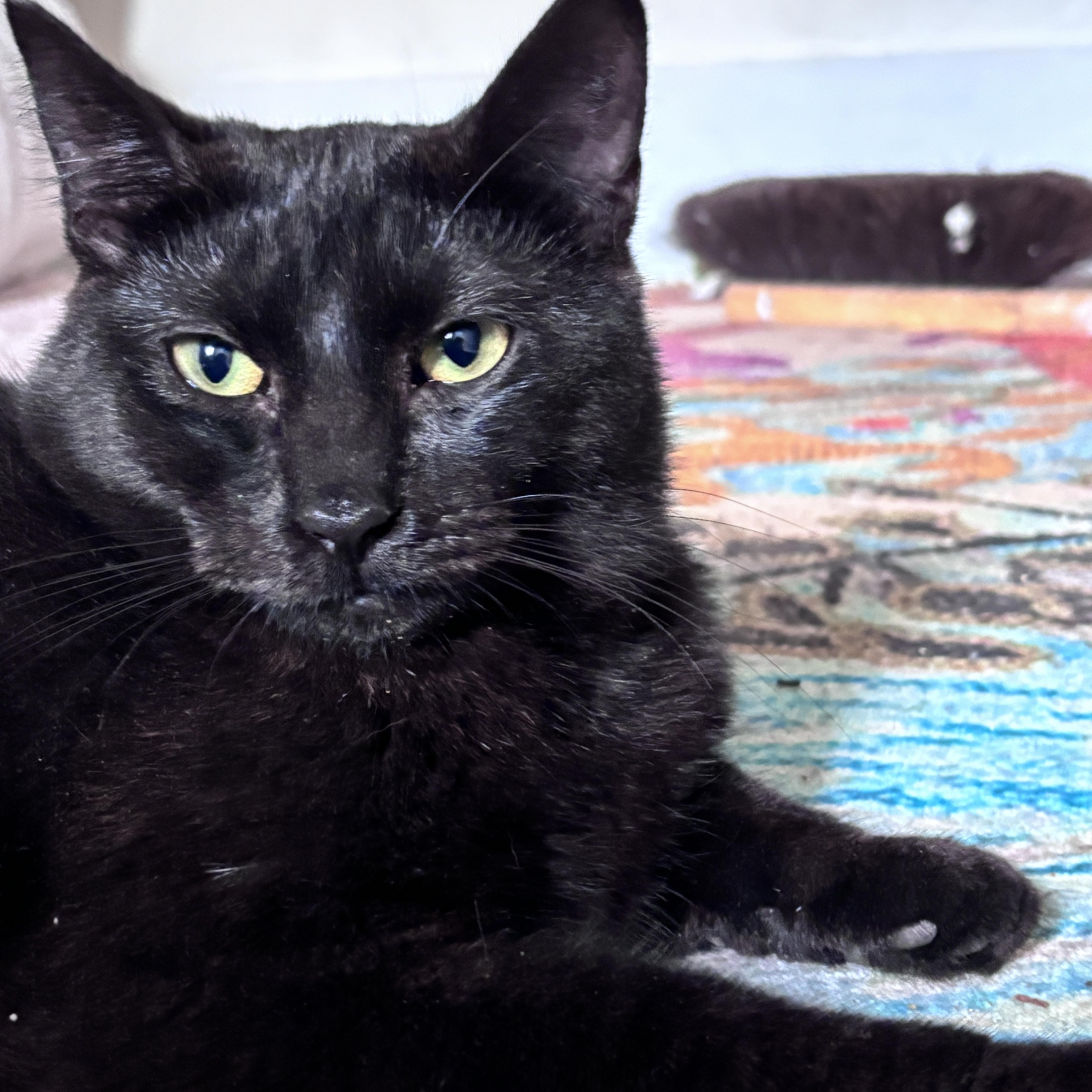 Enlarge Bashful & Sleepy, a ADOPTABLE mixed breed in Saratoga Springs, NY image 2/4