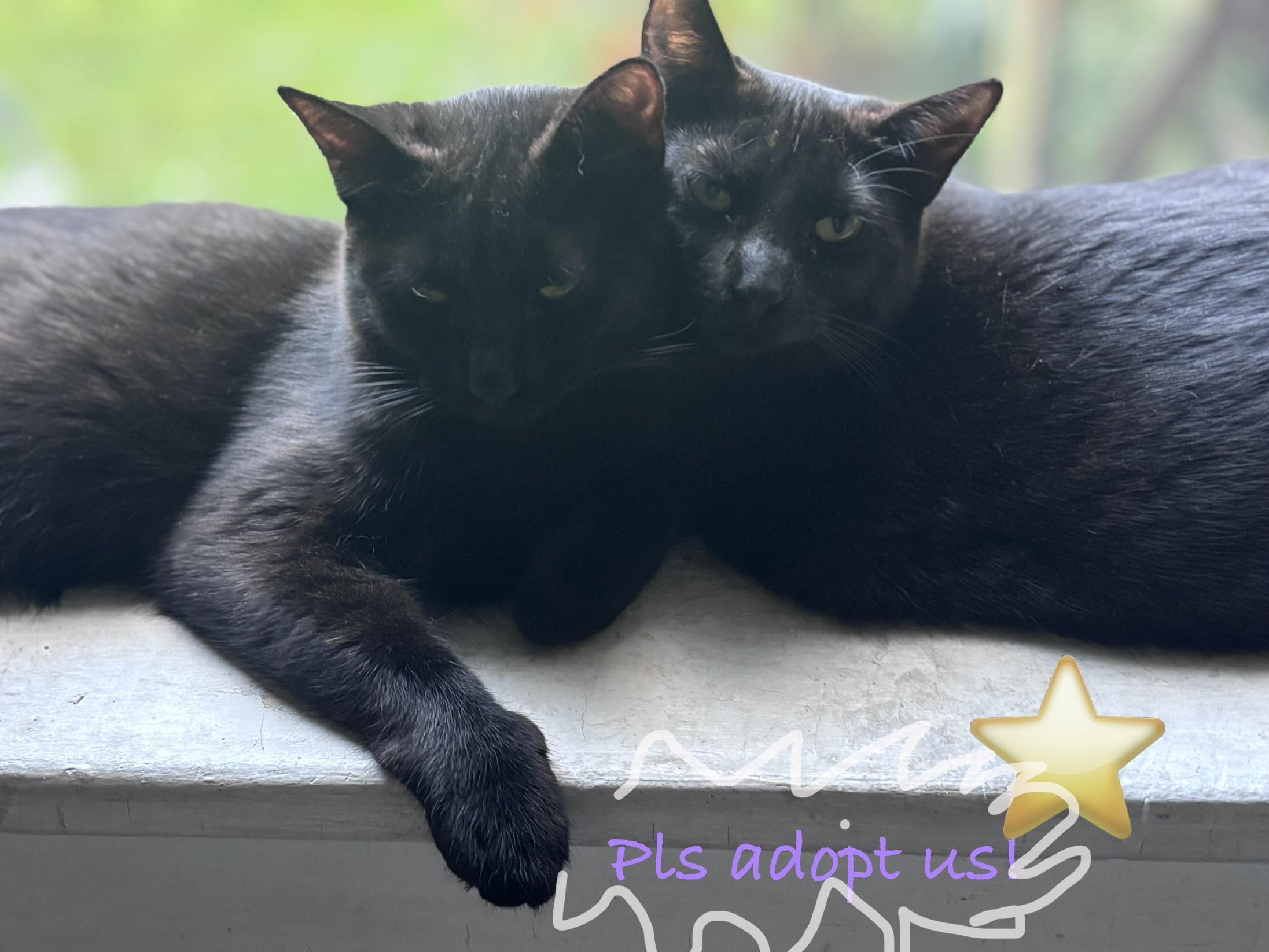 Bashful & Sleepy, ADOPTABLE, Young Female Domestic Short Hair.