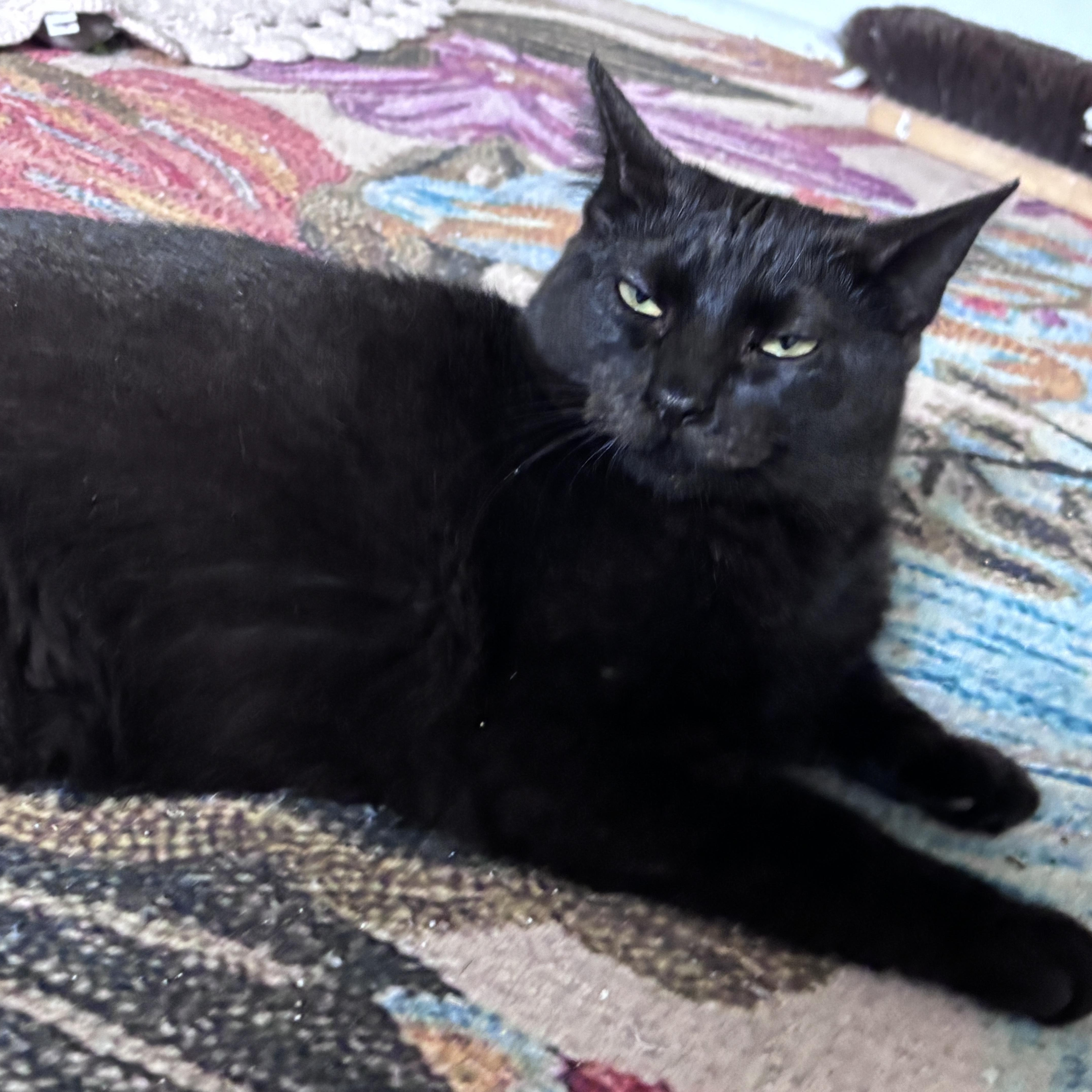 Enlarge Bashful & Sleepy, a ADOPTABLE mixed breed in Saratoga Springs, NY image 4/4
