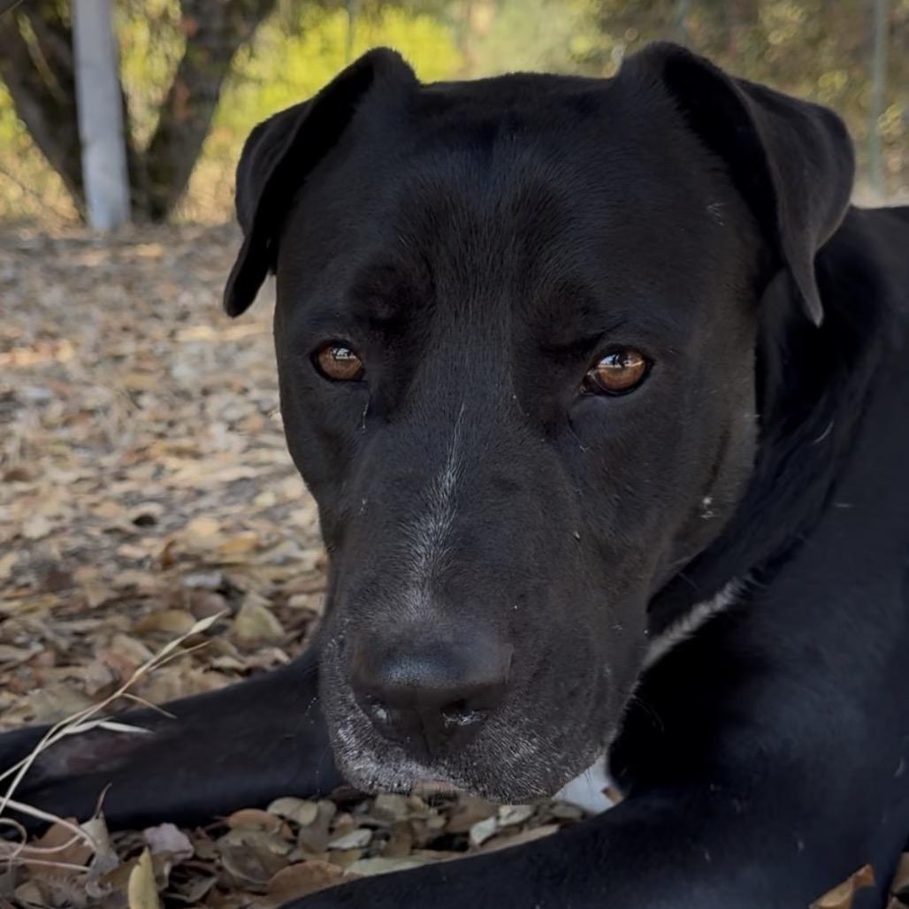 Bwennen, Adoptable, Adult Male Mixed Breed.