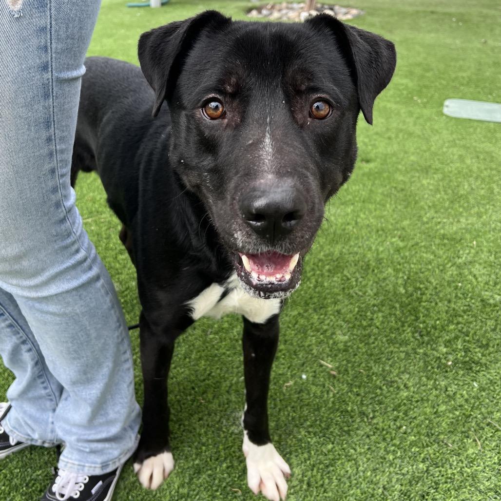 Enlarge Bwennen, a Adoptable Mixed Breed in Redwood Valley, CA image 1/5