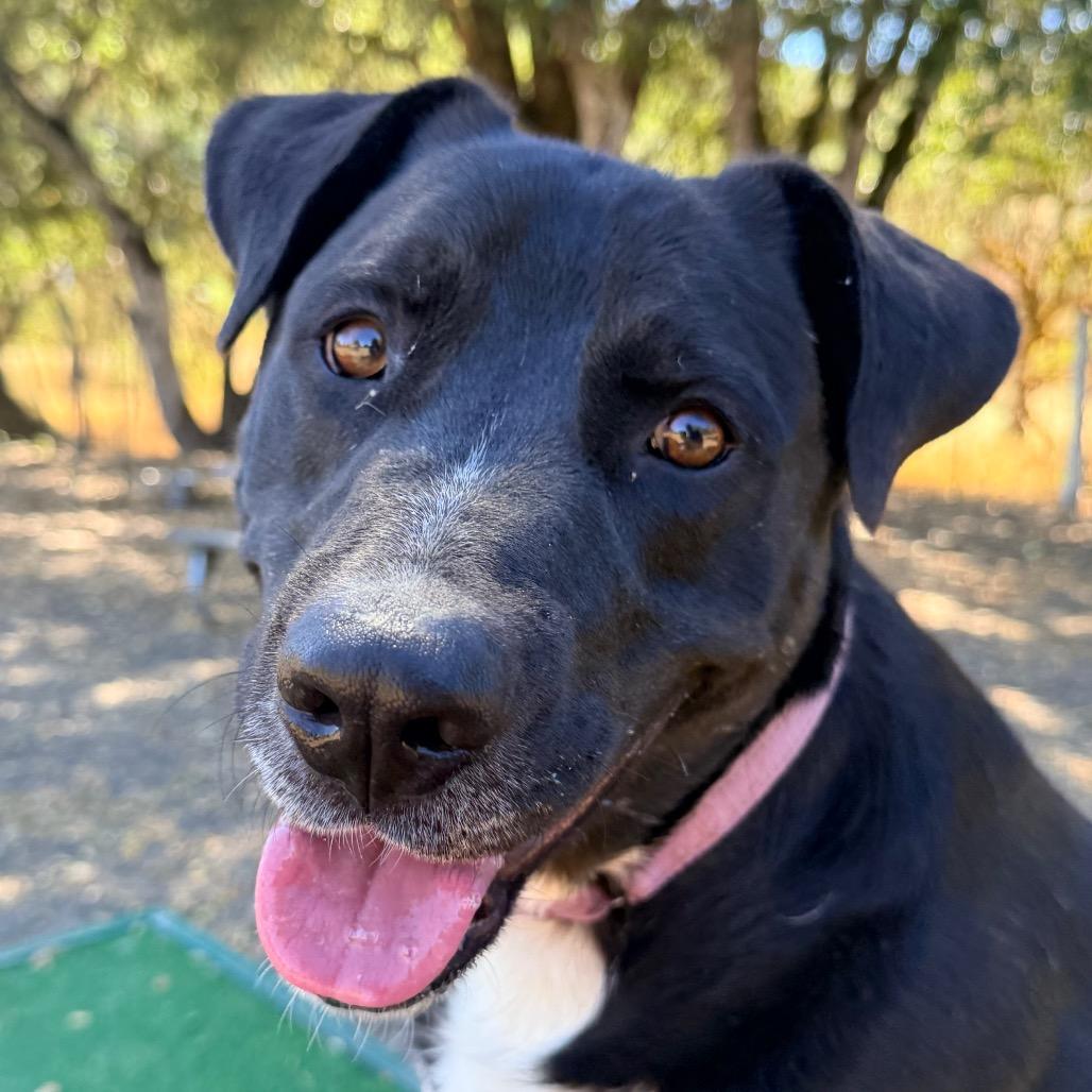 Enlarge Bwennen, a Adoptable Mixed Breed in Redwood Valley, CA image 2/5