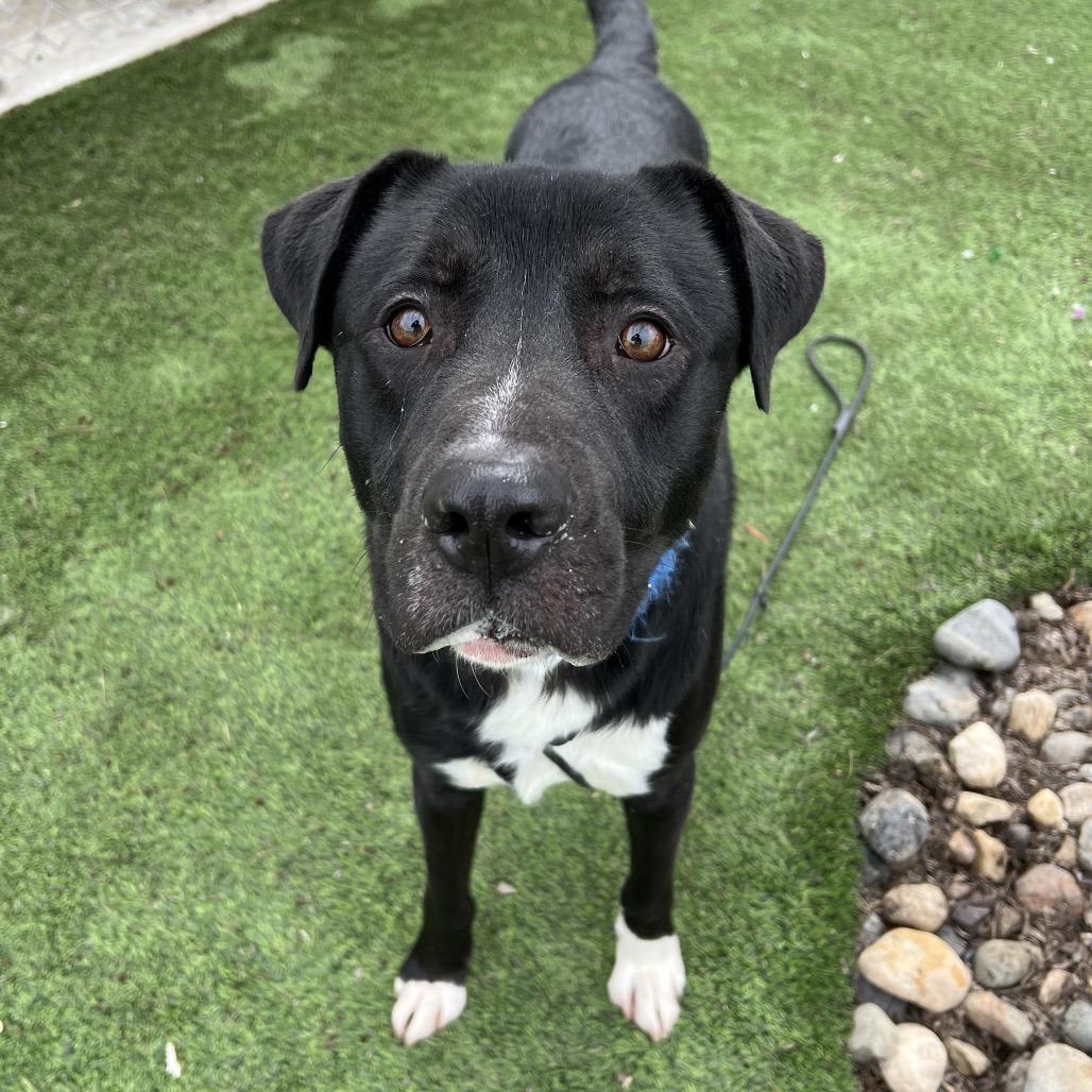 Enlarge Bwennen, a Adoptable Mixed Breed in Redwood Valley, CA image 2/5