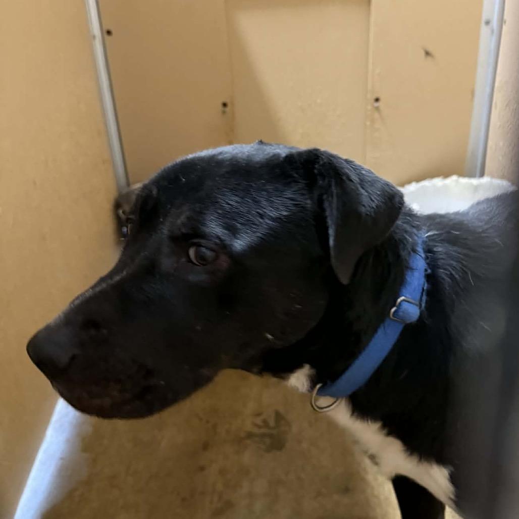 Enlarge Bwennen, a Adoptable Mixed Breed in Redwood Valley, CA image 3/5