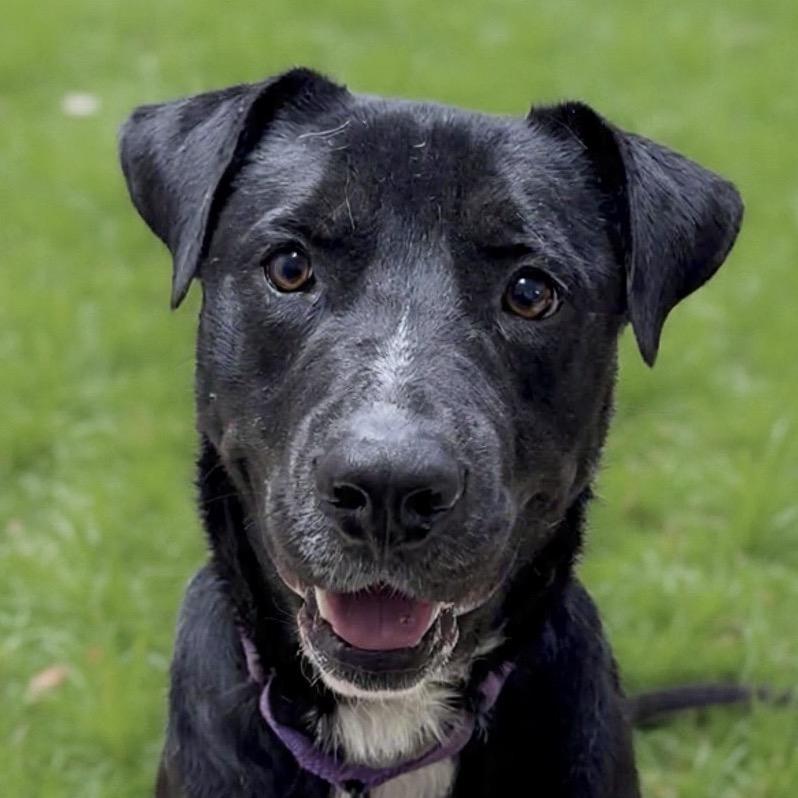 Enlarge Bwennen, a Adoptable Mixed Breed in Redwood Valley, CA image 4/5