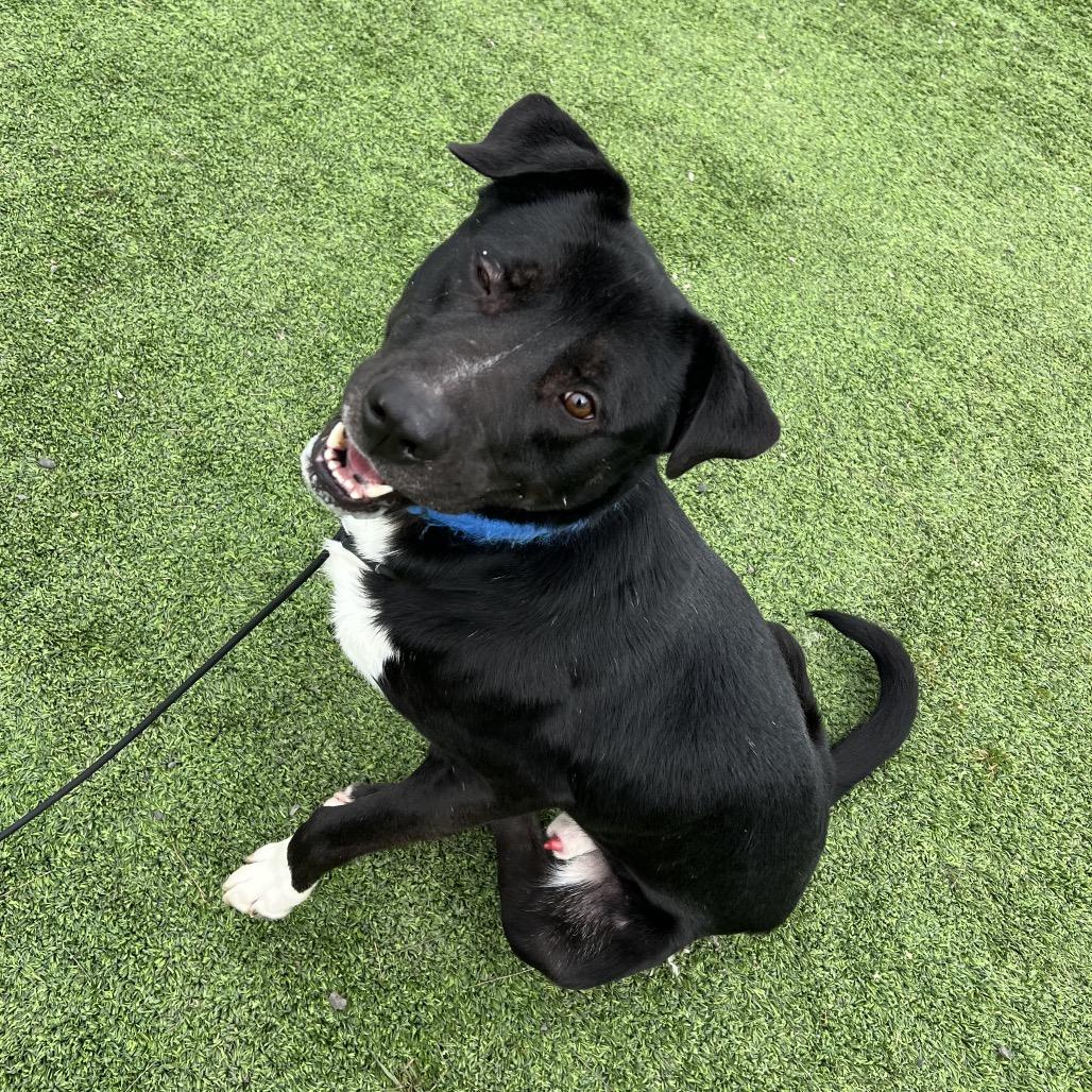 Enlarge Bwennen, a Adoptable Mixed Breed in Redwood Valley, CA image 5/5