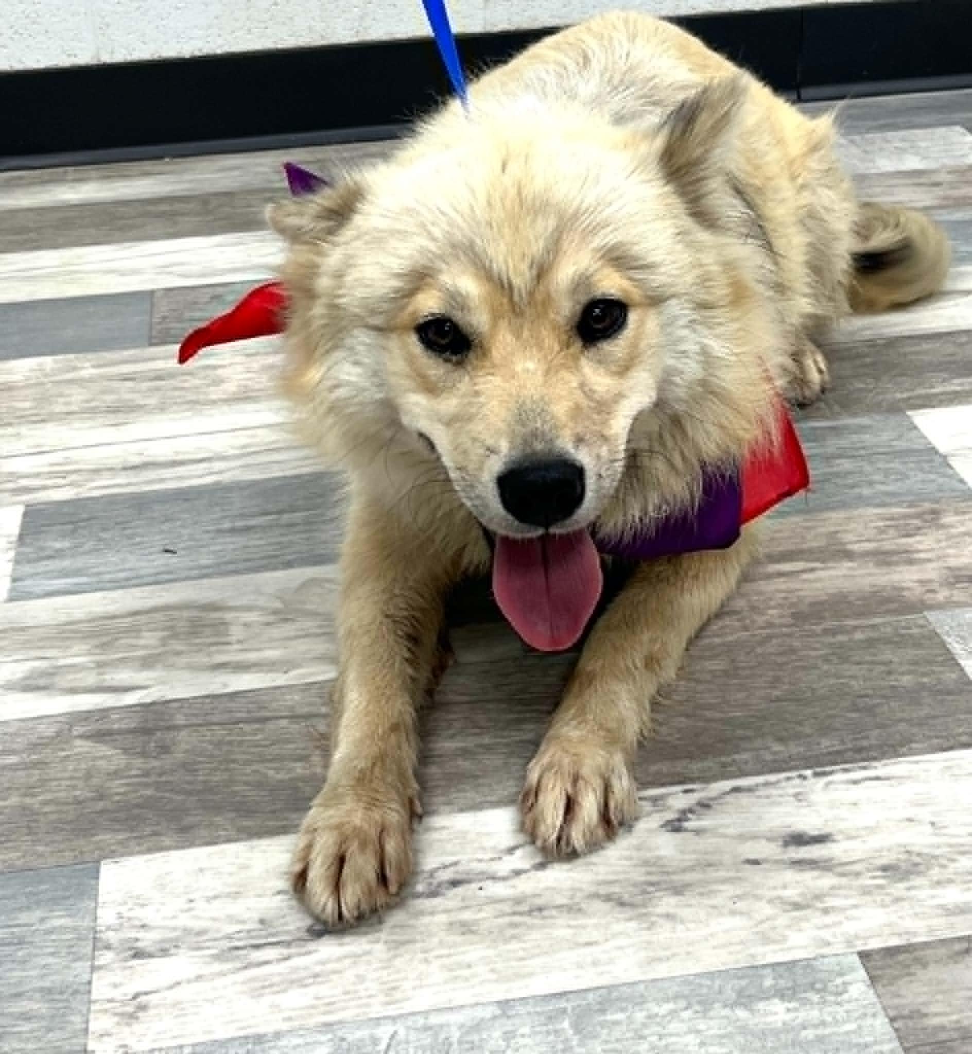 Blanche the Australian Shepherd Husky Mix, a Adoptable mixed breed in Muskego, WI image 3/4