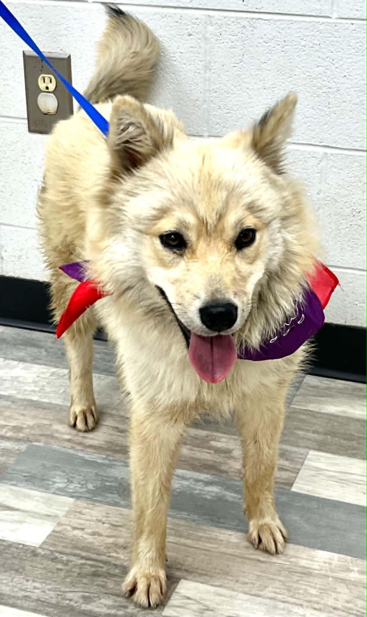 Blanche the Australian Shepherd Husky Mix, Adoptable, Young Female Australian Shepherd & Siberian Husky.