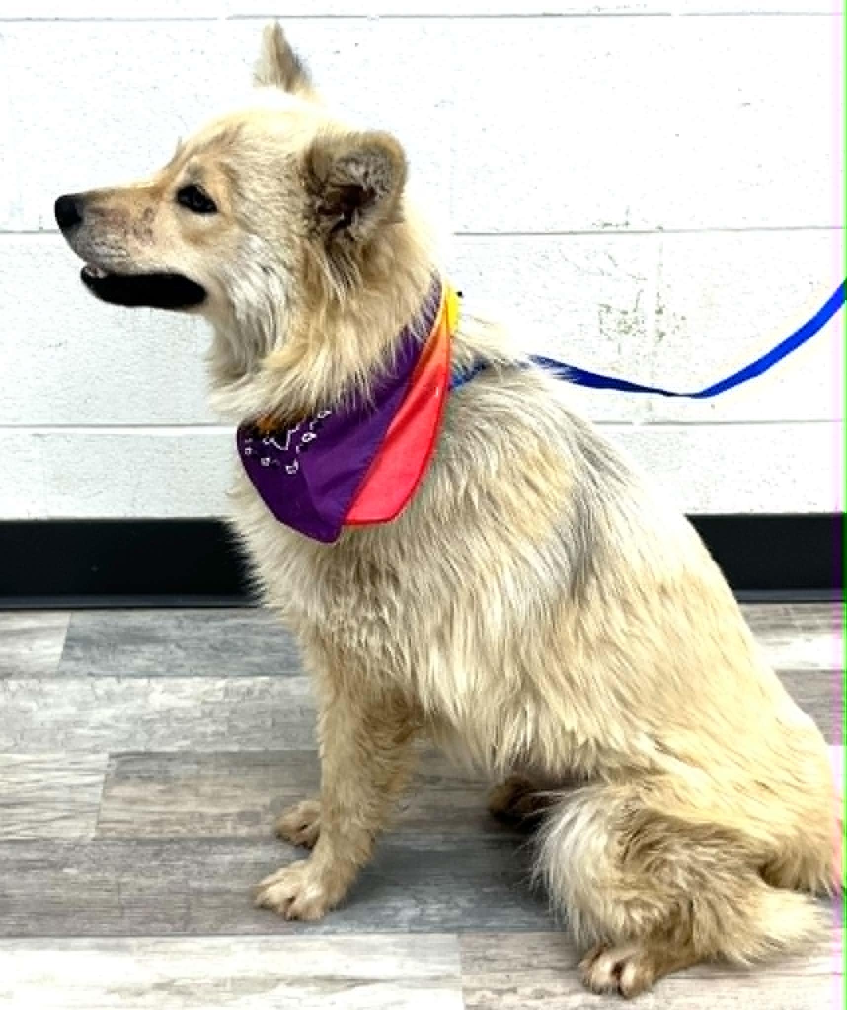 Blanche the Australian Shepherd Husky Mix, a Adoptable mixed breed in Muskego, WI image 2/4