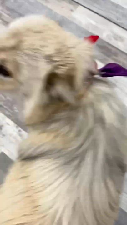 Enlarge Blanche the Australian Shepherd Husky Mix, a Adoptable mixed breed in Muskego, WI video 4/4