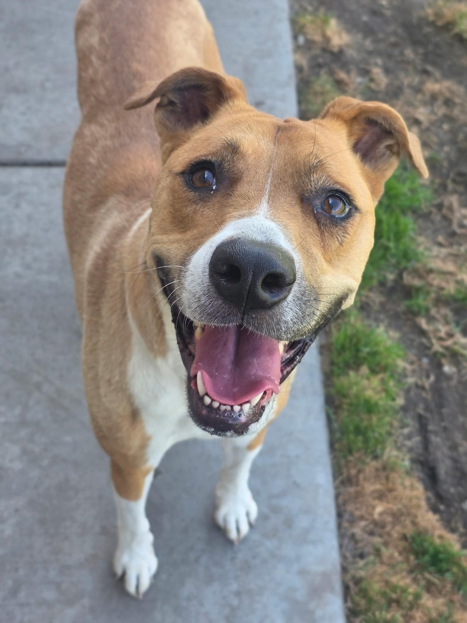 Frances, Adoptable, Adult Female Pit Bull Terrier.