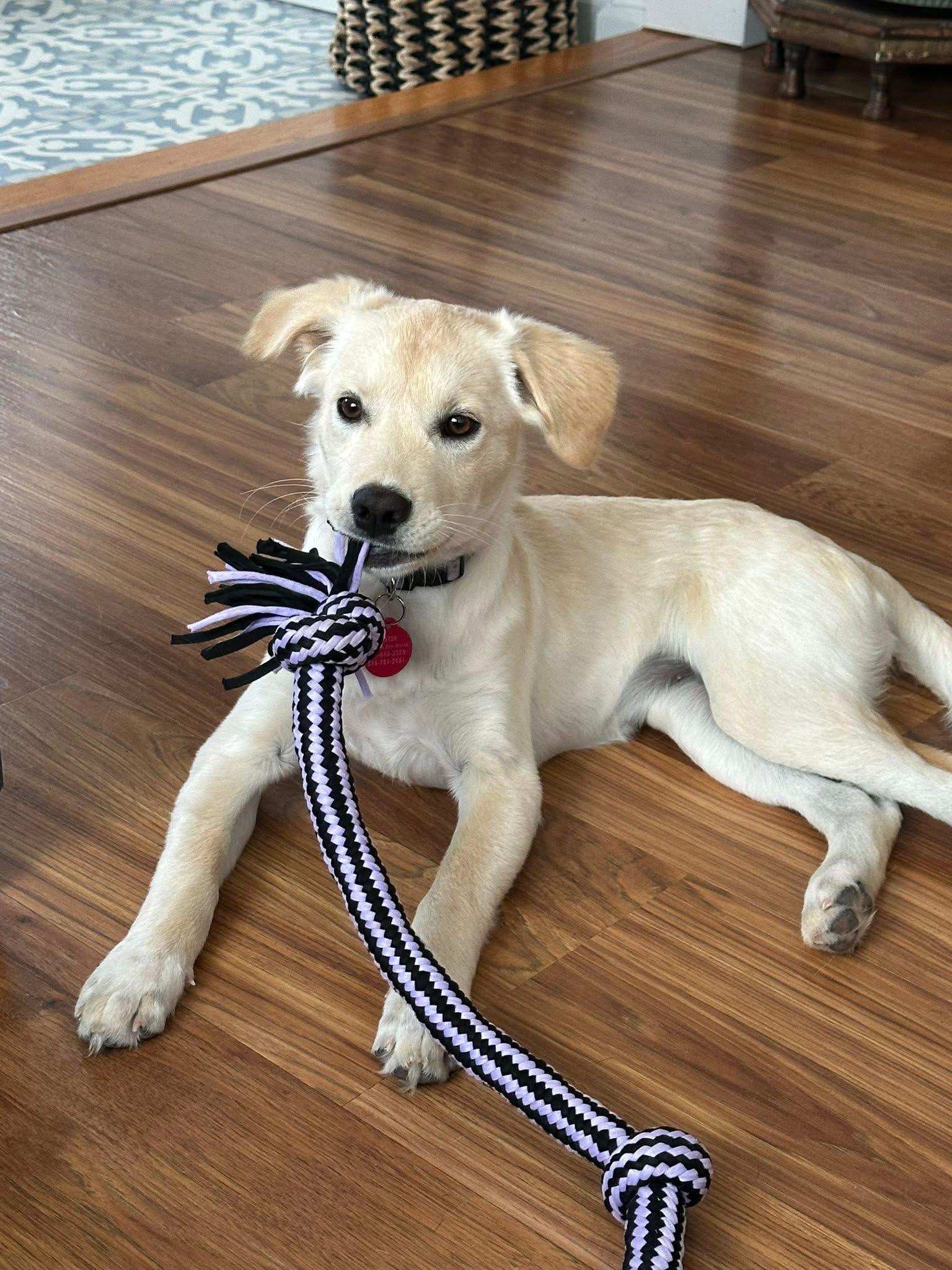 Maggie, Adoptable, Young Female Mixed Breed.