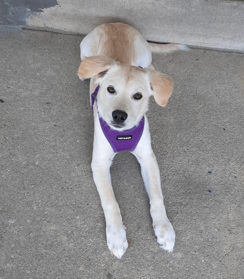 Maggie, a Adoptable mixed breed in Ronkonkoma, NY image 2/2